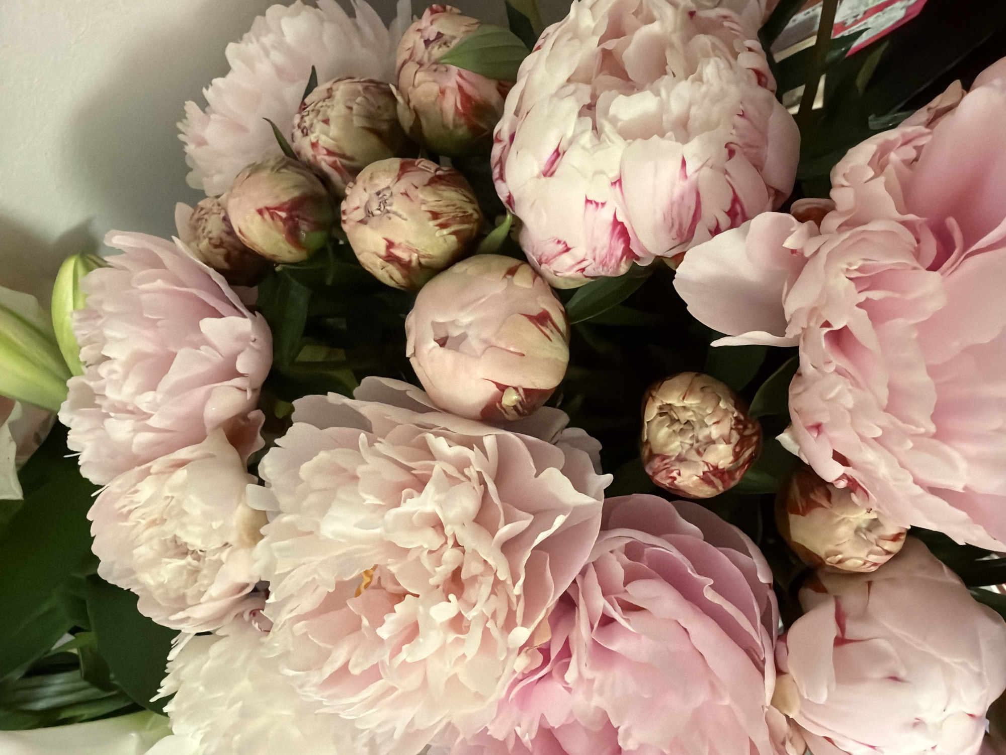 The image is a close-up, overhead shot of a bouquet of pink and white peonies, some fully bloomed and others in bud. The flowers are densely packed, with their delicate petals overlapping. The buds are a pale green with streaks of pink and red. Dark green leaves are visible throughout the bouquet, providing a contrast to the soft hues of the flowers. The background is a plain, light-colored wall, suggesting an indoor setting, possibly a home or shop. There are no people or animals visible in the image, and no identifiable landmarks or context clues to place the image in London, United Kingdom.