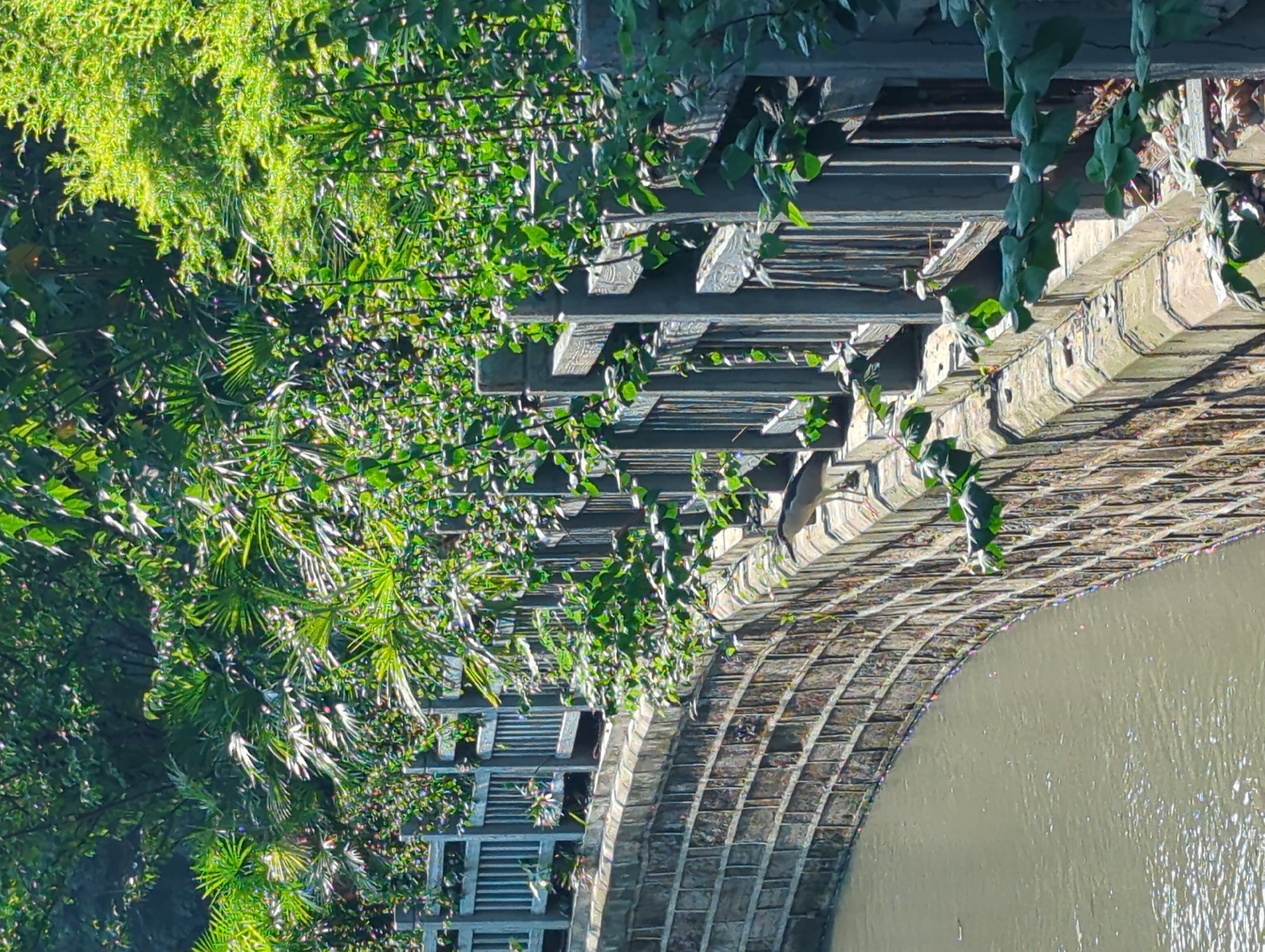 A black-crowned night heron stands on the stone embankment wall of a waterway in Jinniu District, China. The waterway's surface is murky and shows some reflections. The embankment is constructed of brickwork and topped with a gray wooden fence. Lush green foliage, including palm-like leaves and vines, grows densely along the fence and drapes over it. The scene is illuminated by sunlight, creating shadows and highlighting the textures of the stone, wood, and leaves. The overall impression is one of a natural, verdant setting integrated with urban infrastructure.
