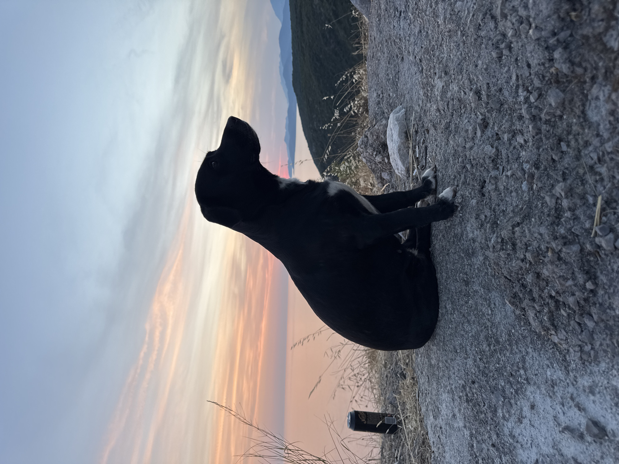 A black dog with white markings on its chest and paws sits on a rocky surface, facing right. The dog is silhouetted against a soft sunset sky with pink and orange clouds over a calm body of water. In the background, hills and mountains are visible. To the left of the dog, a dark-colored can rests on the ground. The environment appears to be an outdoor, elevated location overlooking the sea, possibly near the city of Zagora, Montenegro, given the natural landscape and coastal setting. The lighting suggests it is late evening.