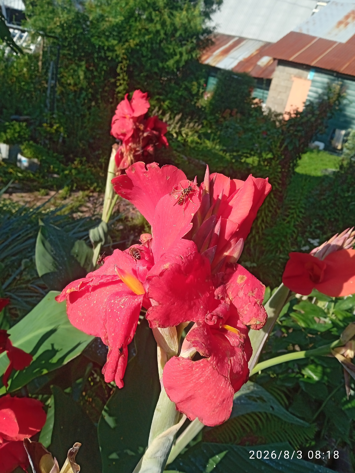 The image shows a close-up view of bright red Canna Lily flowers in bloom, with several insects, possibly wasps, present on the petals. The flowers are vibrant and detailed, with some visible wear and tear on the edges of the petals. Large, dark green leaves of the same plant are visible below and behind the flowers. In the background, out of focus, are elements of a residential area, including a building with a rusted metal roof and green siding, as well as dense green foliage. The lighting suggests it is daytime, with sunlight casting shadows and highlighting the flowers. A timestamp in the bottom right corner reads "2026/8/3 08:18". The scene appears to be in a garden or yard, likely in a somewhat rural or suburban setting, given the visible building and natural vegetation. There are no people present in the image. The location is stated to be Blagoveshchensk, Russia, though this is not visually confirmed by the image content.