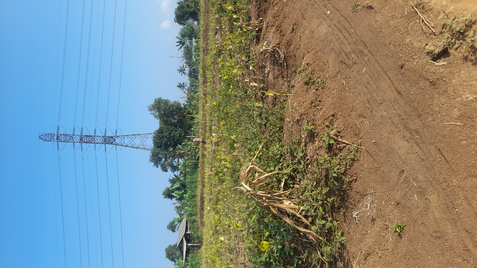 A wide-angle, eye-level, daytime shot captures an agricultural field in Selaawi, Indonesia, under a clear blue sky. Dominating the background is a towering lattice electricity pylon, its power lines stretching horizontally across the frame. In the mid-ground, a modest wooden structure with a tin roof is visible on the left, adjacent to a line of lush green trees and vegetation. A lone figure in a light-colored shirt and dark pants walks across the field. The foreground is a dirt path with tire tracks, bordered by a cultivated field of predominantly green, leafy plants, some of which appear dried or dead. The overall environment suggests a rural, possibly agricultural setting with ongoing electricity infrastructure development.