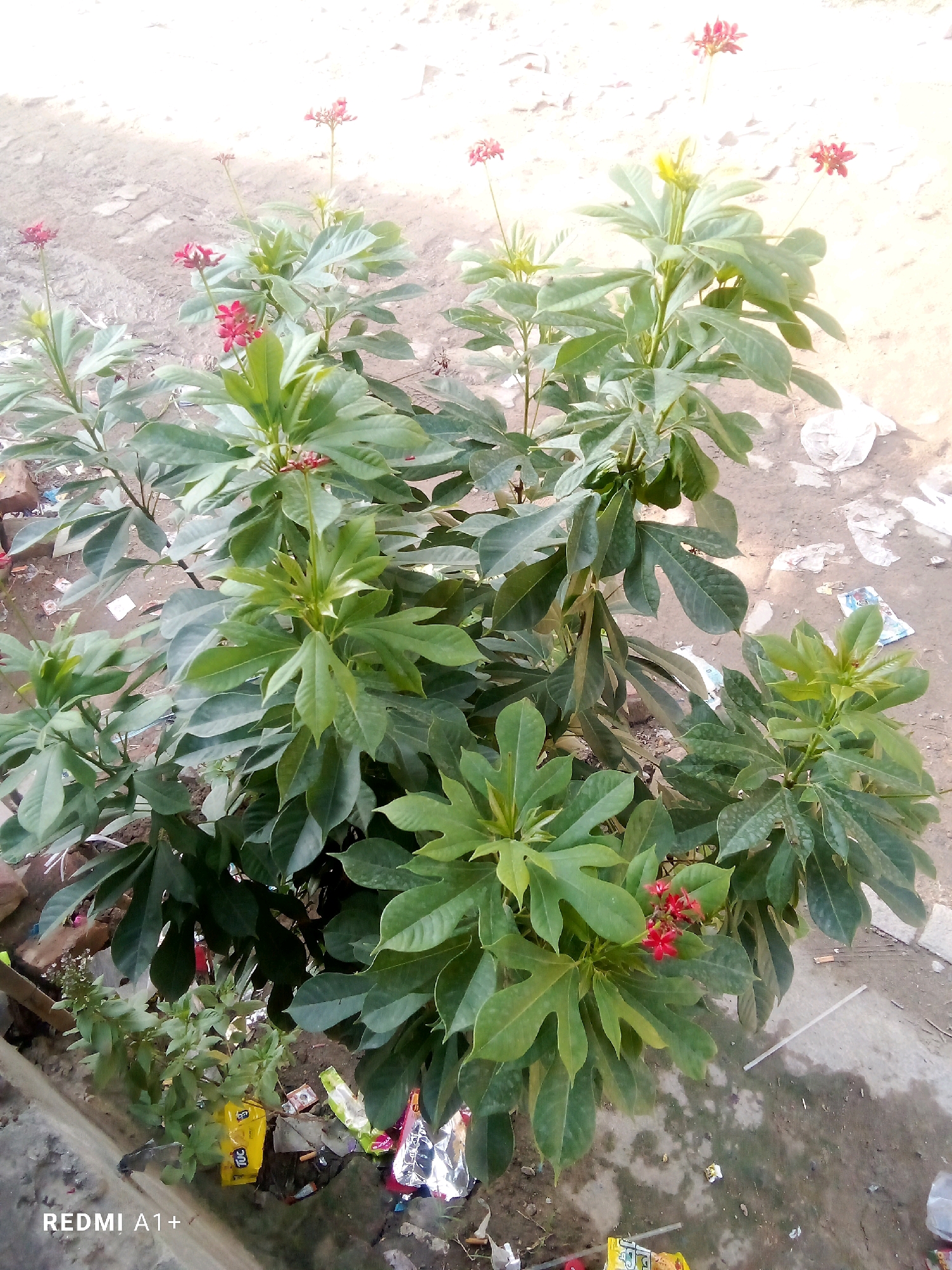 A high-angle, full shot captures a vibrant green plant with red flowers, likely in Toorabad, Pakistan. The plant is lush with large, palmate leaves and clusters of small, bright red flowers. The ground surrounding the plant is a mix of dirt and concrete, littered with various pieces of debris, including plastic packaging and what appears to be cigarette butts. A small, leafy green plant grows at the base of the larger plant. The background is a blurred expanse of dirt and a light-colored wall. A watermark in the bottom left corner reads "REDMI A1+".