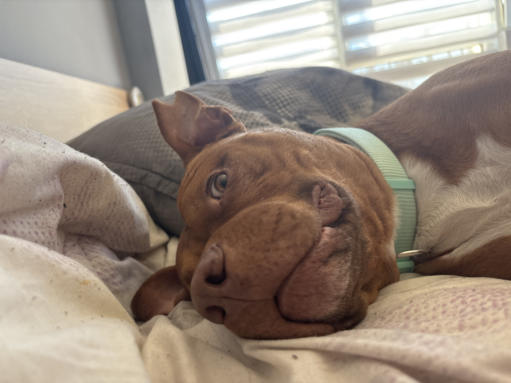 A close-up, eye-level shot shows a light brown dog lying on a bed covered with patterned bedding. The dog has a light green collar with a silver ring attached. It is lying with its head turned towards the camera. A gray pillow is visible behind the dog. Blinds are partially open in the background, allowing light to enter the room. The image does not show any recognizable landmarks and there is no evidence to suggest that it was taken in Sofia, Bulgaria.