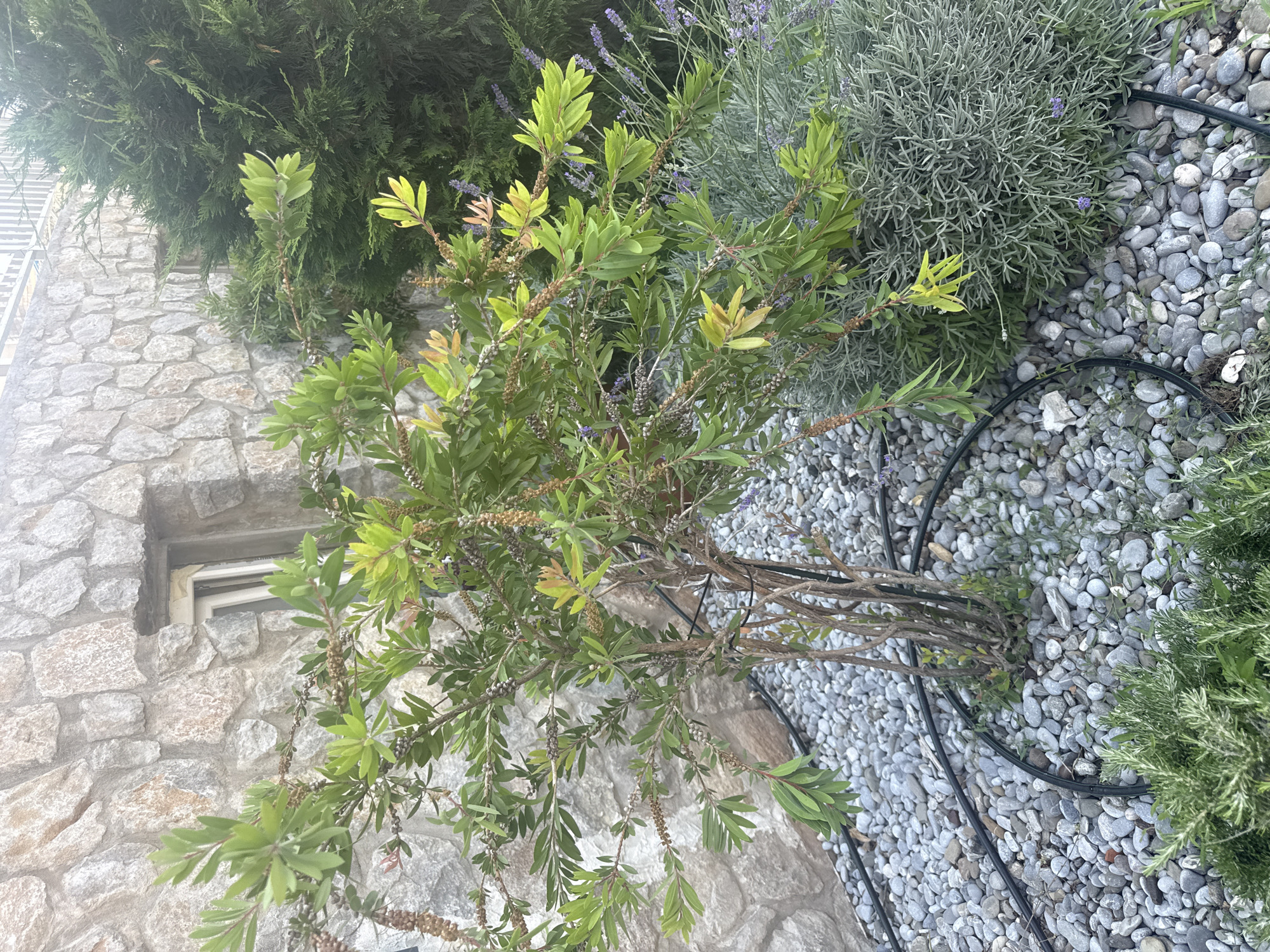 The image shows an outdoor scene in Boreti, Montenegro. In the foreground, a small tree with green leaves and developing seed pods is supported by stakes and black irrigation tubing. The ground is covered in grey river stones and some sparse green vegetation. To the right of the tree, a large, dense grey-green shrub, possibly lavender, with a few purple flowers is visible, along with sprigs of lavender and a dark green coniferous tree behind it. In the background, a stone wall with a small window is the dominant feature. The overall impression is of a garden or landscaped area.
