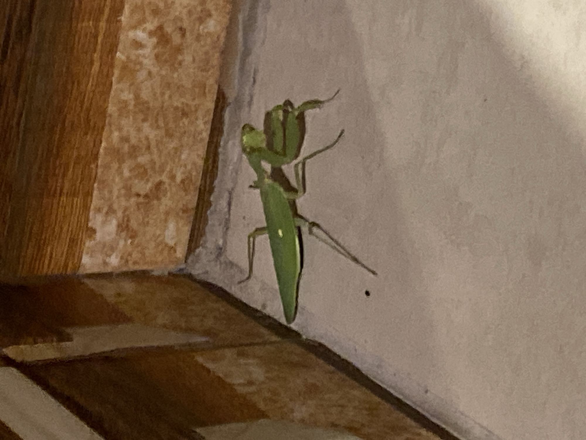 A green praying mantis clings to a beige wall cornered by patterned brown tilework. The scene is indoors with artificial lighting. There are no humans or indications of the precise location in Nusa Dua.