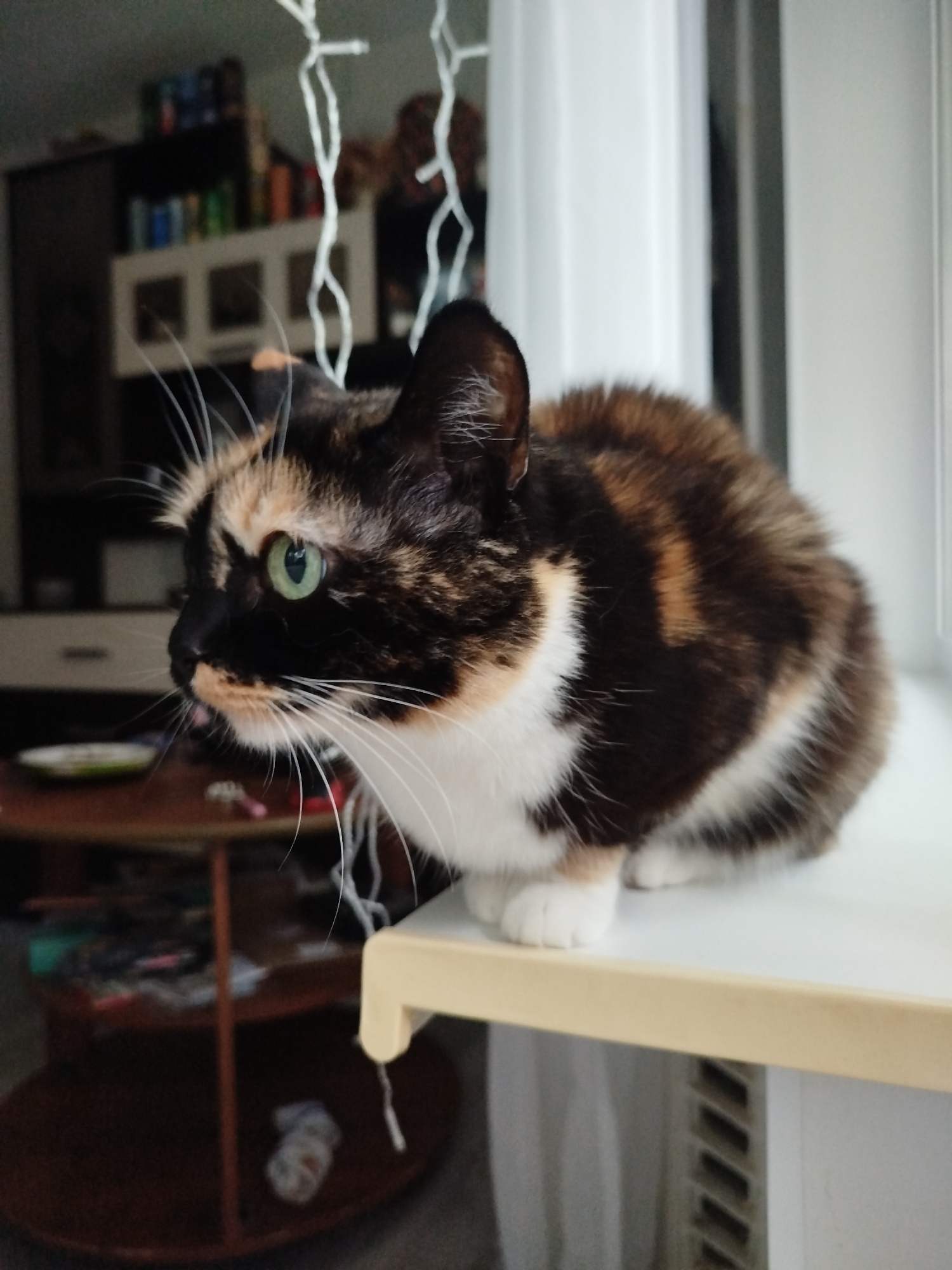 A tortoiseshell cat with green eyes sits on a ledge against a window. The cat has black, brown, and white fur. The ledge is light tan, and a white radiator is visible below. In the background is a dark room with a dark brown table and a cabinet with items on shelves. White string lights hang above the cat.