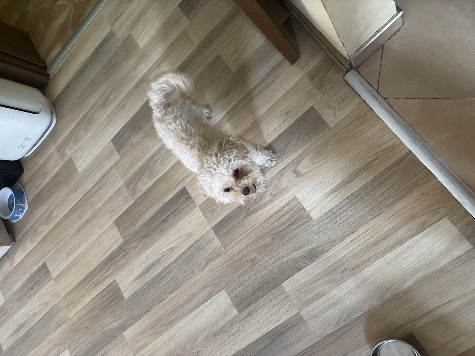 The image depicts a small, white, curly-haired dog lying on a light brown, wood-patterned floor. The dog's tongue is slightly visible. To the left of the dog are a white object (possibly an appliance) and a blue and white bowl. A section of a wooden table leg is visible in the upper left. The background features a transition to a tiled floor along a metal strip. The scene is indoors, possibly in a home or apartment. There is no information about the location of the city of Plovdiv, Bulgaria.