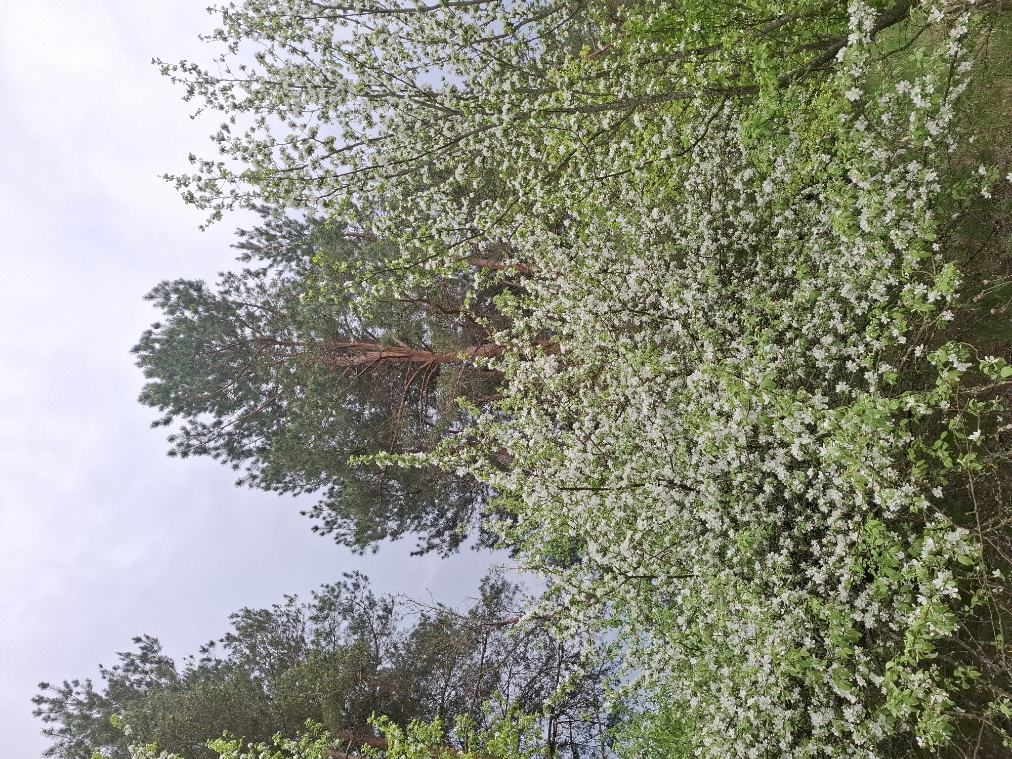 The image shows a view looking up through a mix of trees against an overcast sky. The dominant tree to the right is covered in white blossoms. Several pine trees are also visible, with one being particularly tall with a reddish-brown trunk. The location is not discernible based on the image content. There are no people visible in the frame. The image captures a natural scene with a mix of flowering and coniferous trees.