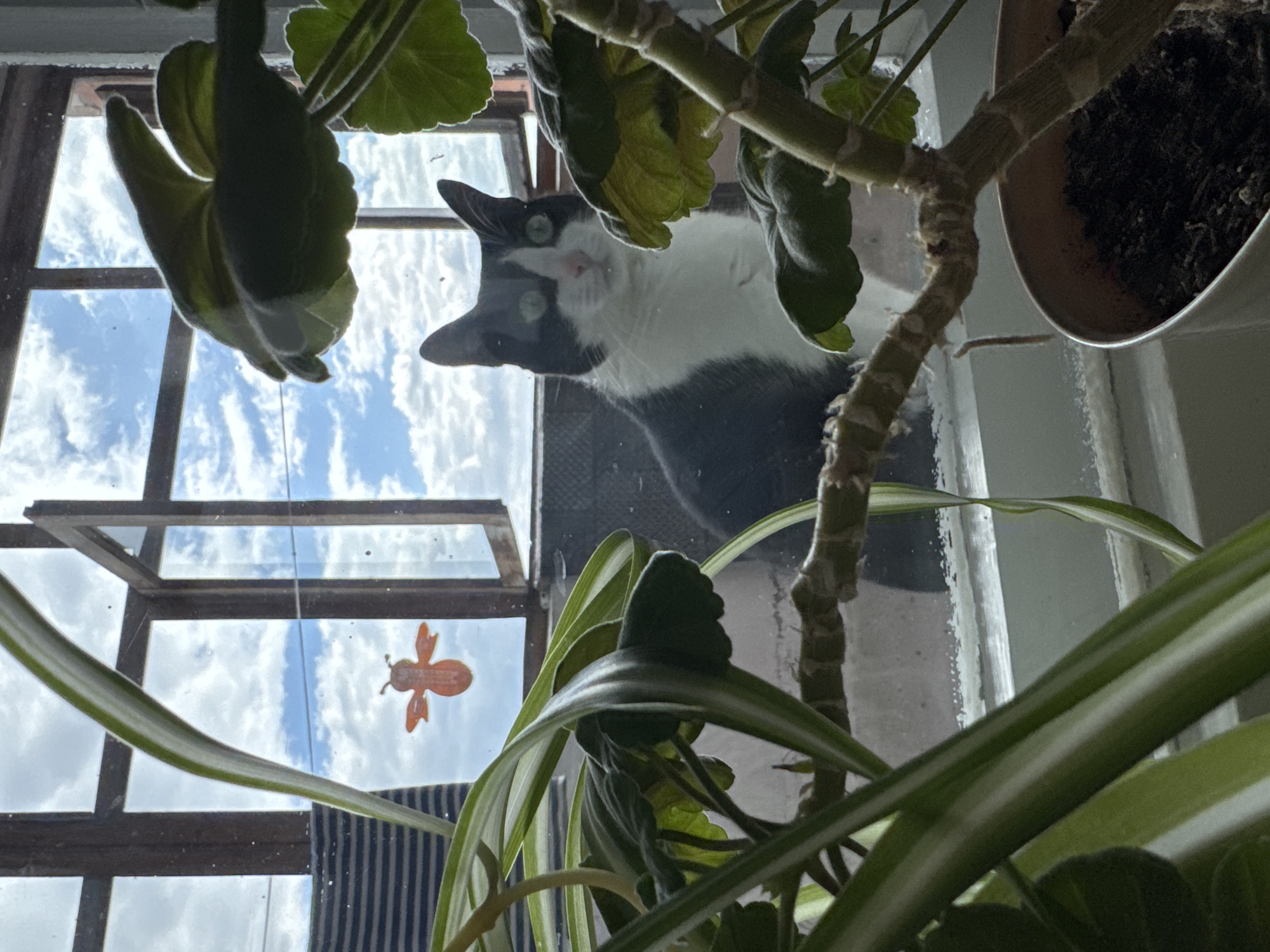 The image presents an upward-looking view from inside a building in Chaikovsky, Russia, peering out through a window. The foreground is dominated by lush potted plants, creating a natural frame for the outdoor scene. At the top left, a plant with large, rounded, velvety green leaves is visible, while a second plant, resembling a spider plant with long, striped green and white leaves, stretches across the bottom and right edges of the frame. Part of a white pot with dark soil is visible in the upper right corner, holding one of the plants.
The central subject is a black and white tuxedo cat, sitting just outside the window and looking directly into the camera with wide, bright green eyes. Its curious expression is clear. The cat's white fur covers its chest, paws, and parts of its face, contrasting with its sleek black coat.
The window itself features a wooden frame with multiple panes, particularly noticeable on the left side. Adhered to one of the left window panes is a small, orange, bee-shaped decoration. Beyond the window, the sky is visible, showing soft white and grey clouds, indicating a cloudy daytime. The scene captures a moment of quiet observation as the cat gazes inward. There is no visible text in the image.