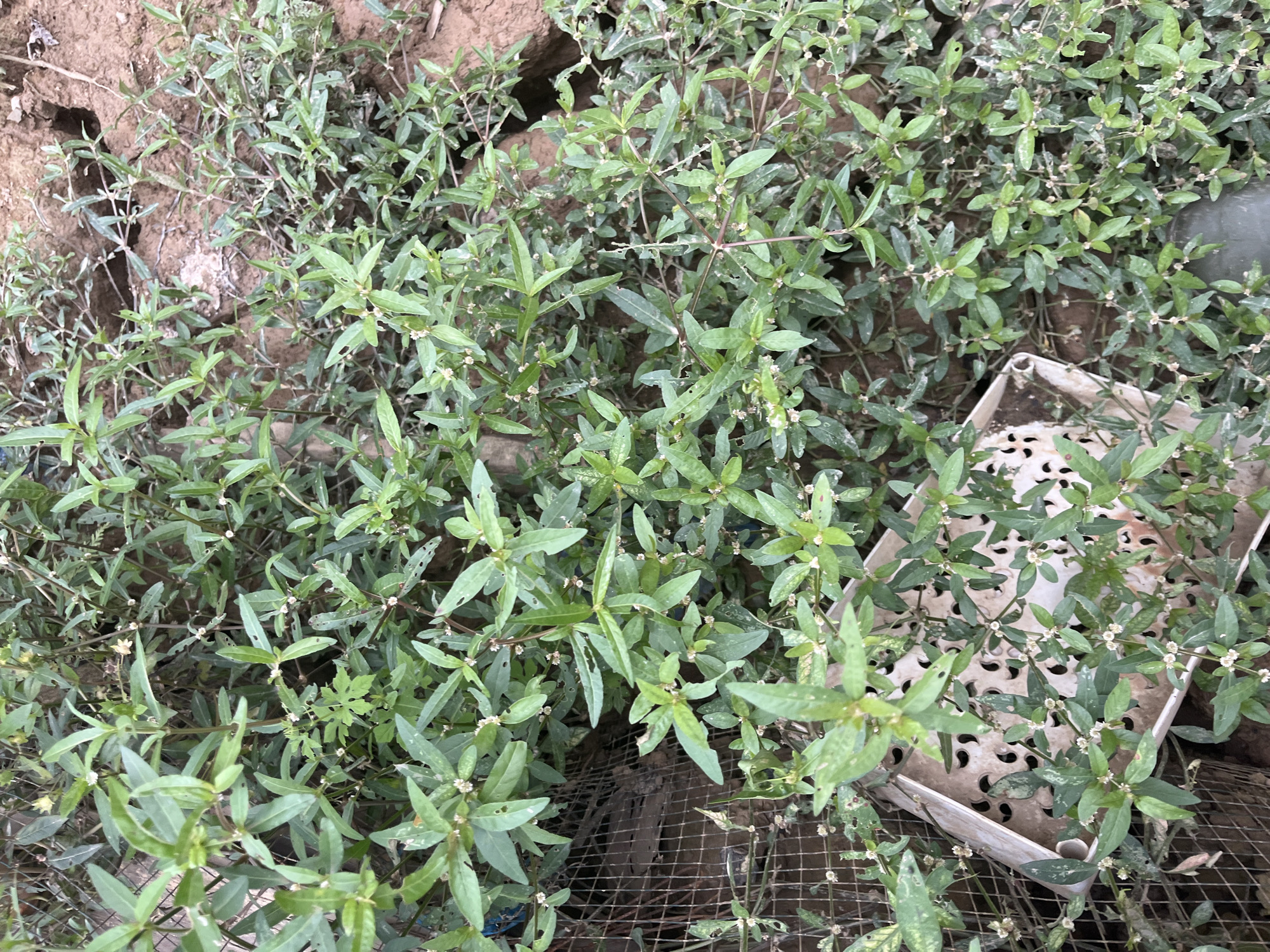 The image displays a dense ground cover of a small, leafy plant with numerous tiny white flowers, possibly a type of weed or low-growing herb. The plants are a vibrant green, with some leaves showing evidence of being eaten or damaged. They are growing in an area with exposed soil, which appears dry and cracked in places, suggesting an outdoor environment. In the background, a section of wire mesh fencing is visible, and to the left, a white plastic container with a perforated surface is partially submerged in the foliage. The overall impression is of an unkempt outdoor area, possibly a garden or a neglected patch of land, located in the city of Benuaraja, Indonesia. No people are present in the image, and no specific actions or interactions are depicted.