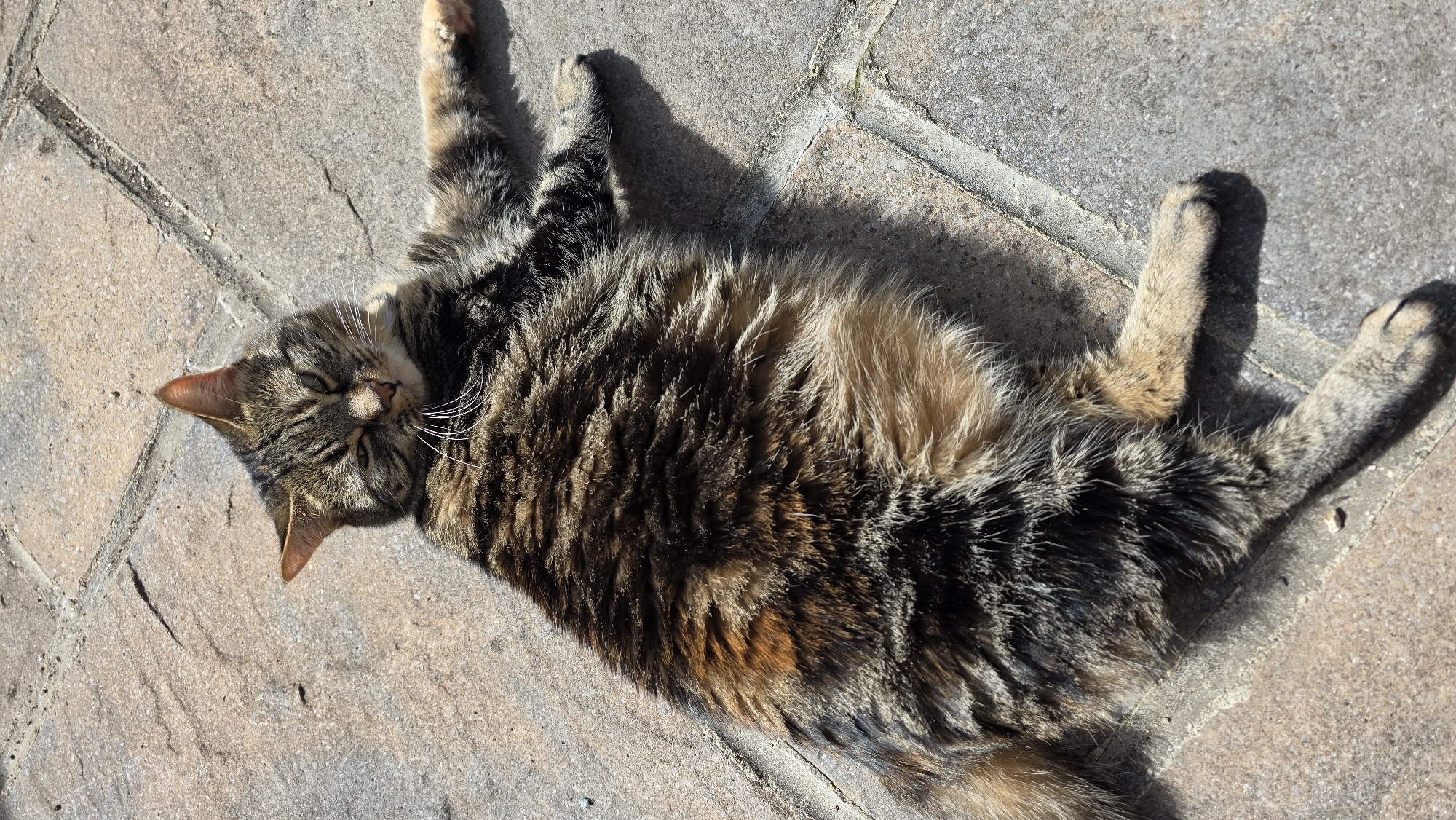 A tabby cat is lying on its back on a paved surface. The cat's fur is a mixture of brown, black, and orange. The cat's eyes are partially closed, and its mouth is slightly open. The cat's body is relaxed, and its paws are extended. The paved surface is made of interlocking stones, and there is a shadow cast on the ground by the cat. The image is taken from a high angle, looking down at the cat.
