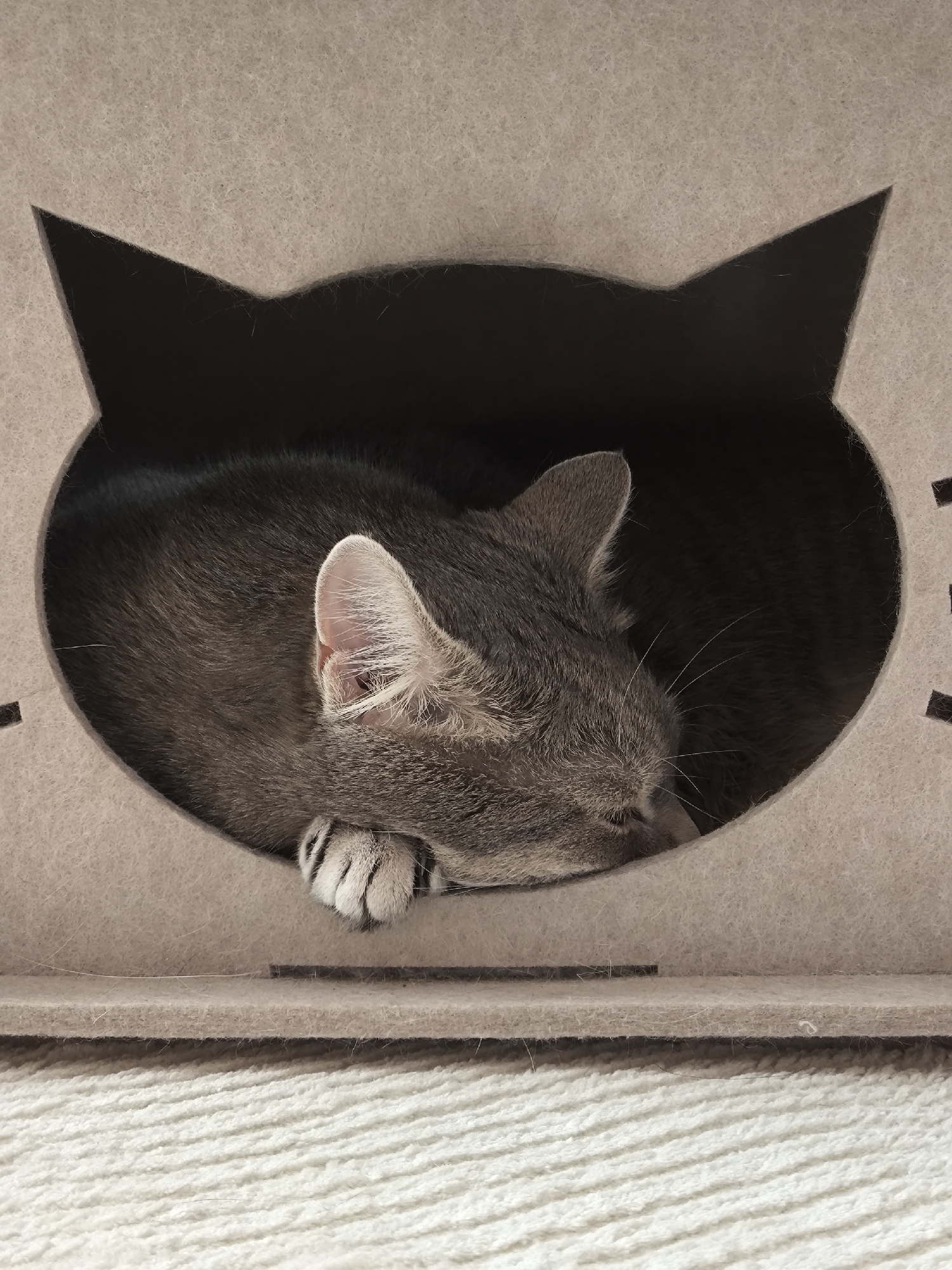 A close-up, eye-level shot shows a gray tabby cat curled up and sleeping inside a cat condo that has a cat-ear cutout. The cat is nestled in the dark interior of the condo, with its head resting on its paws. One paw is visible, with its white toe beans showing. The cat condo is made of light gray felt and sits on a textured, cream-colored rug. The background is a dark, indistinct void within the condo. The image is well-lit, with the focus on the sleeping feline. The scene appears to be indoors, in a residential setting.
