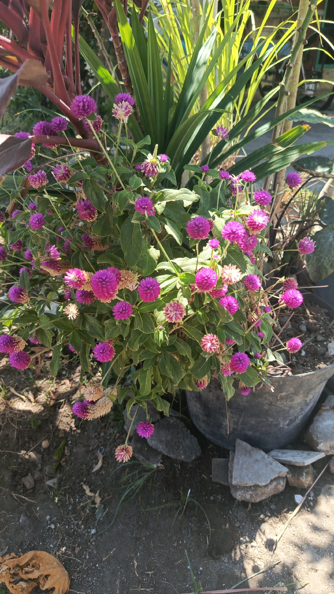 A high-angle outdoor shot shows a cluster of pink globe amaranth flowers in the foreground. The flowers are in various stages of bloom, with some appearing fully open and others still in bud. They are surrounded by lush green foliage, and some dried, brown flower heads are also visible. In the background, tall, thin leaves of another plant with a reddish-brown stem are present, along with the slender, green leaves of a pandan plant. The plants are situated in a dark gray pot, which is partially obscured by the foliage and some scattered gray rocks on the ground. The ground itself is dark soil, with dry leaves and sparse blades of grass. The scene is illuminated by natural sunlight, casting shadows on the ground. The image appears to be taken in a residential outdoor setting, likely a garden or yard. The location is identified as Ronowijayan, Indonesia. There are no people or animals visible in the image, and no apparent actions or interactions are taking place. The overall impression is one of a well-maintained, if somewhat unkempt, garden space.