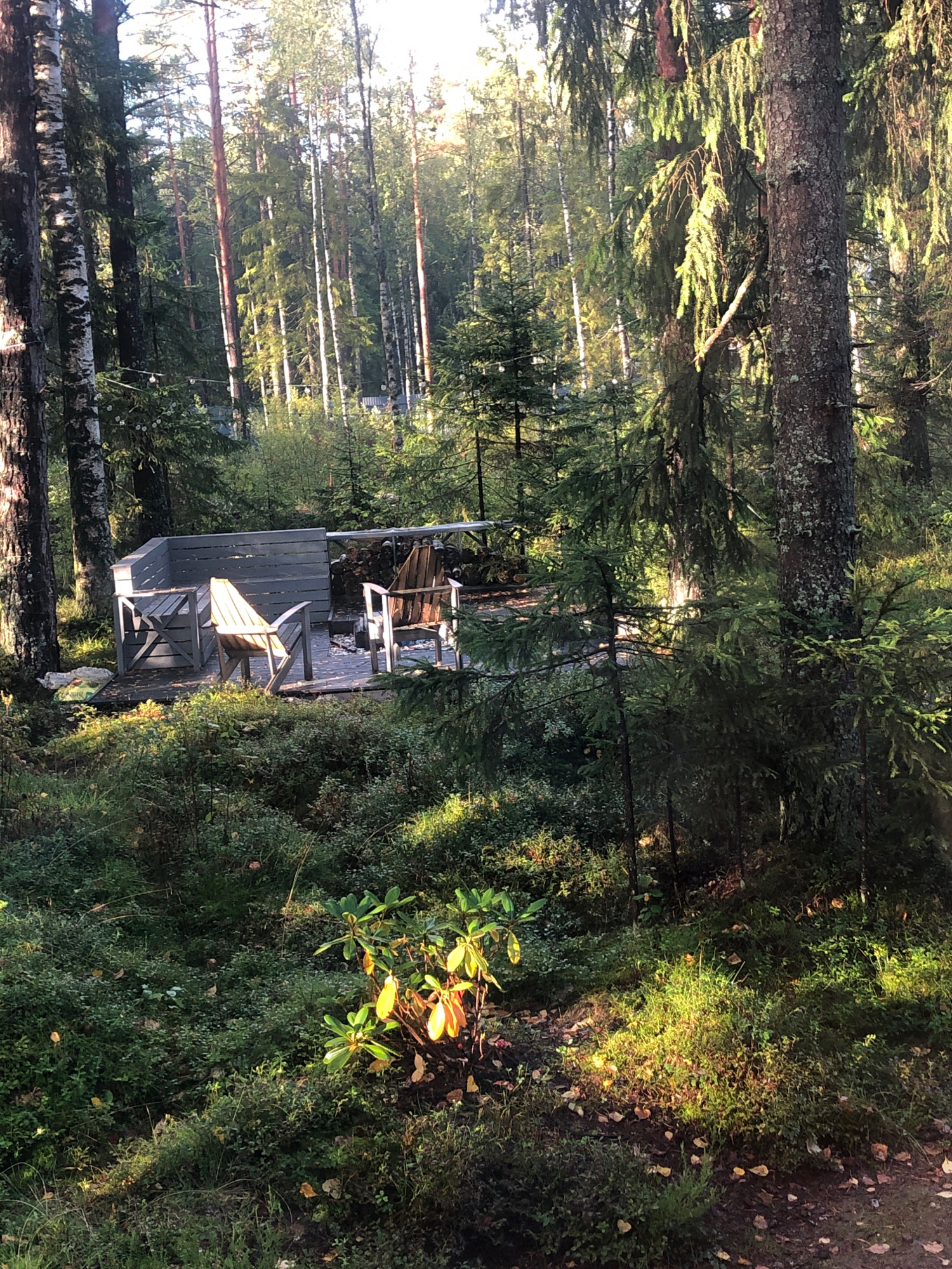 The image depicts a tranquil forest setting, likely a backyard or private property, bathed in the warm, dappled sunlight of late afternoon. In the foreground, lush green undergrowth, moss, and scattered fallen leaves cover the forest floor. A small, vibrant green plant with yellow-tinged leaves is prominently featured to the right, catching the sunlight.
Further into the scene, a wooden deck serves as a seating area. On the deck, two Adirondack-style chairs are placed, one facing left and the other to the right, suggesting a space for relaxation. Behind the chairs, a low, grey wooden structure with horizontal slats acts as a backrest or partial enclosure for the seating area. A small fire pit with visible embers is situated between the chairs, indicating recent use.
The background is dominated by a dense forest of tall, slender trees, primarily coniferous and deciduous species, with trunks of varying thicknesses. The sunlight filters through the canopy, creating shafts of light and casting shadows, enhancing the serene atmosphere. The overall impression is one of a secluded, natural retreat, potentially in a rural or suburban area with abundant woodland. The location is identified as being in Unknown, Russia.
