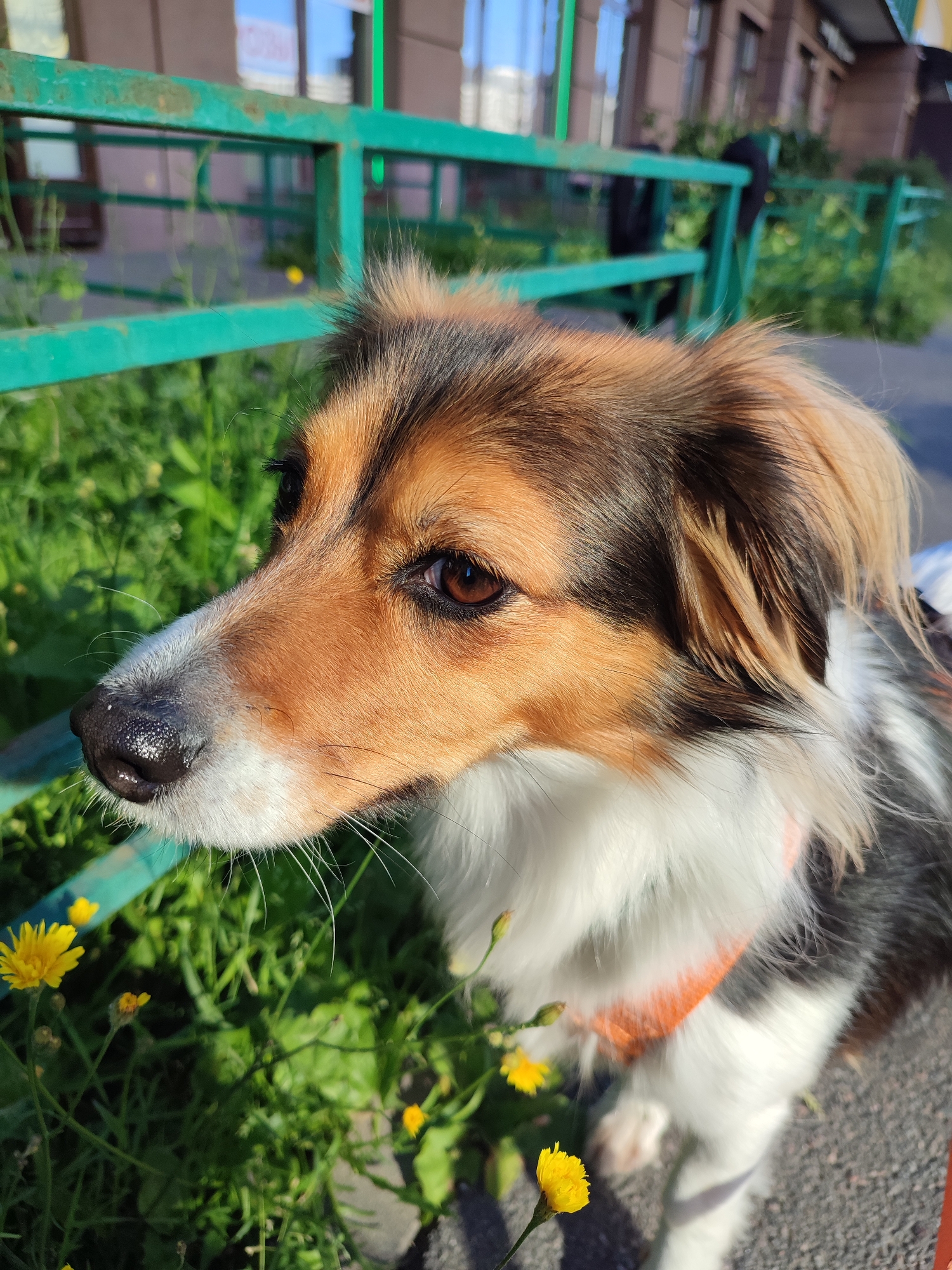 A medium shot captures a tricolor dog, predominantly brown, black, and white, with its head turned to the left in profile. The dog has alert brown eyes, a wet black nose, and prominent white whiskers. It is wearing an orange collar. The background features a rusty green metal fence, lush green grass with small yellow wildflowers, and a blurred building with windows in the distance. The scene appears to be an outdoor urban environment, possibly in Murino, Russia, given the context. The lighting suggests it is daytime, with sunlight casting shadows and highlighting the dog's fur.