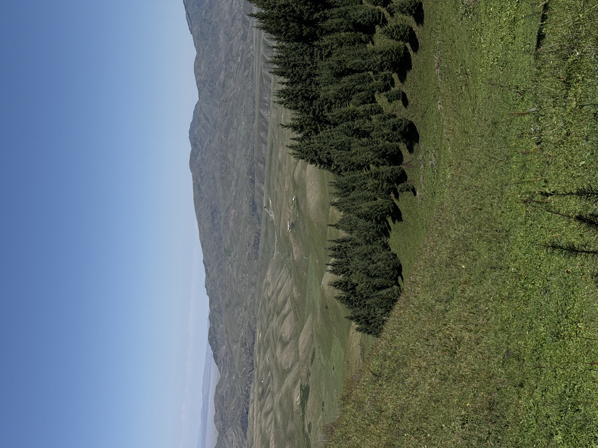 The image shows a vast, rolling landscape under a clear blue sky. In the foreground, a steep, grassy slope is covered in lush green vegetation, dotted with scattered wildflowers. A line of dark green fir trees runs diagonally across the middle ground, casting shadows on the undulating terrain behind them. Further in the distance, the landscape transitions to softer, rounded hills covered in green grass, with faint signs of human activity like roads and small structures visible. The background is dominated by the silhouettes of rugged, layered mountains under the hazy sky. The overall scene depicts a natural, undeveloped environment characteristic of the Togyzbulak region in Kazakhstan.