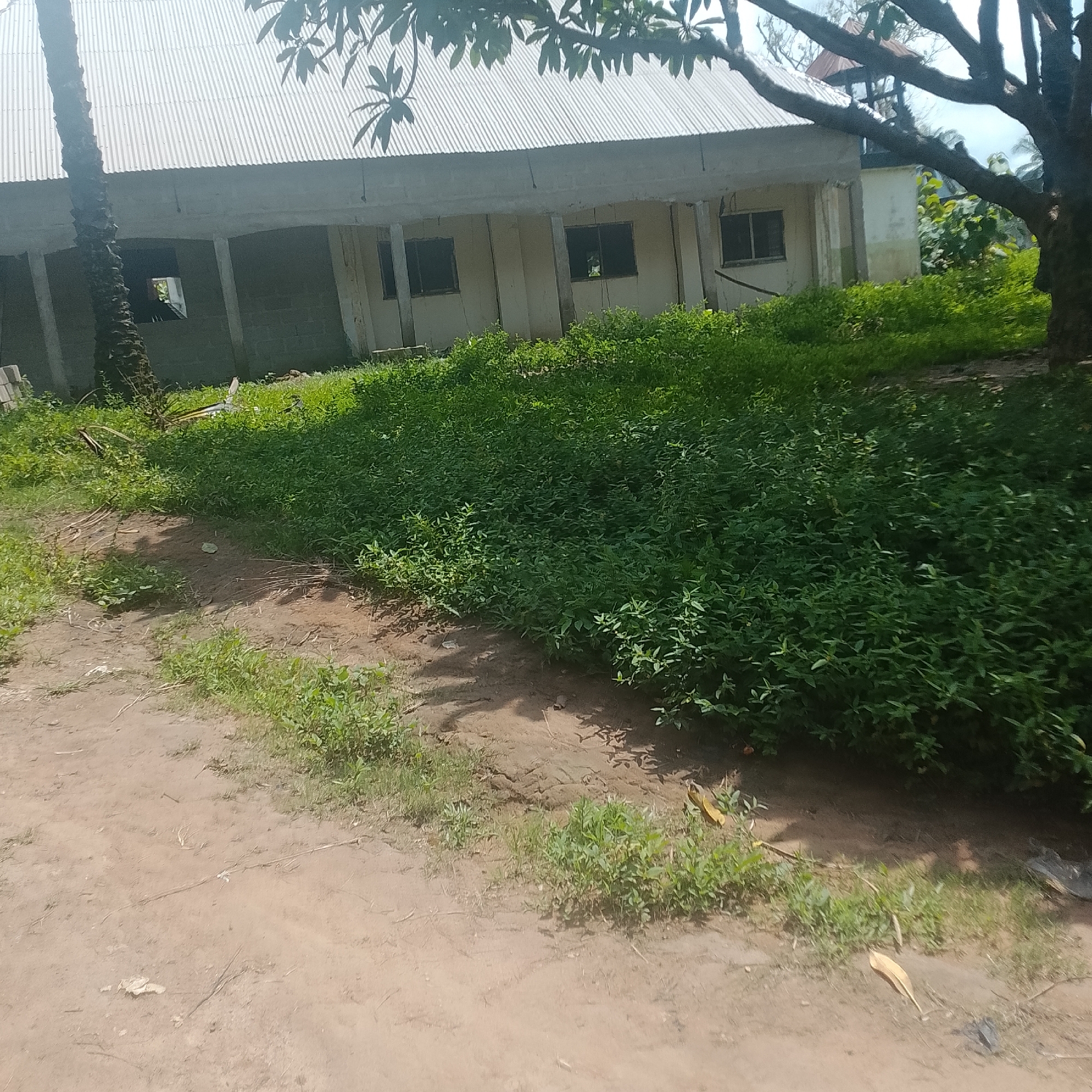 The image shows a partially constructed building with a corrugated metal roof. The building has a beige exterior and concrete pillars. There are dark, rectangular windows visible. In front of the building is an area with thick, green vegetation. To the left of the building, a tall, dark palm tree trunk is visible. The foreground is a dirt path with scattered dry leaves and some sparse green grass. The overall impression is an outdoor scene in a tropical or sub-tropical environment, possibly in a rural or less developed area.