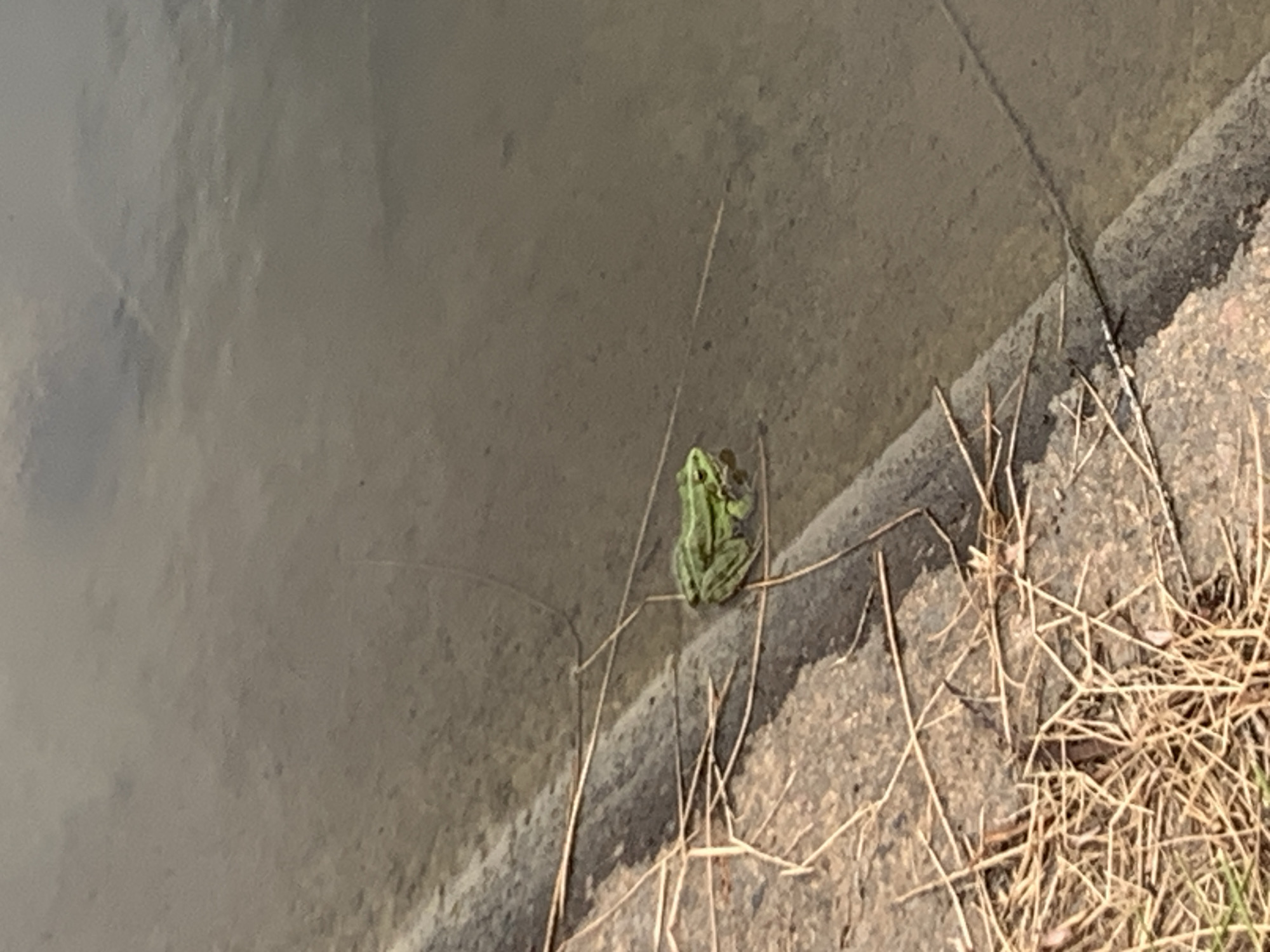 A single green frog is visible in shallow, murky water near the edge of a concrete embankment. The embankment is partially covered with dry grass and twigs. The water appears still and reflects the overcast sky. The image does not provide any specific geographical markers to indicate its location within the city of Kolomyia, Ukraine.