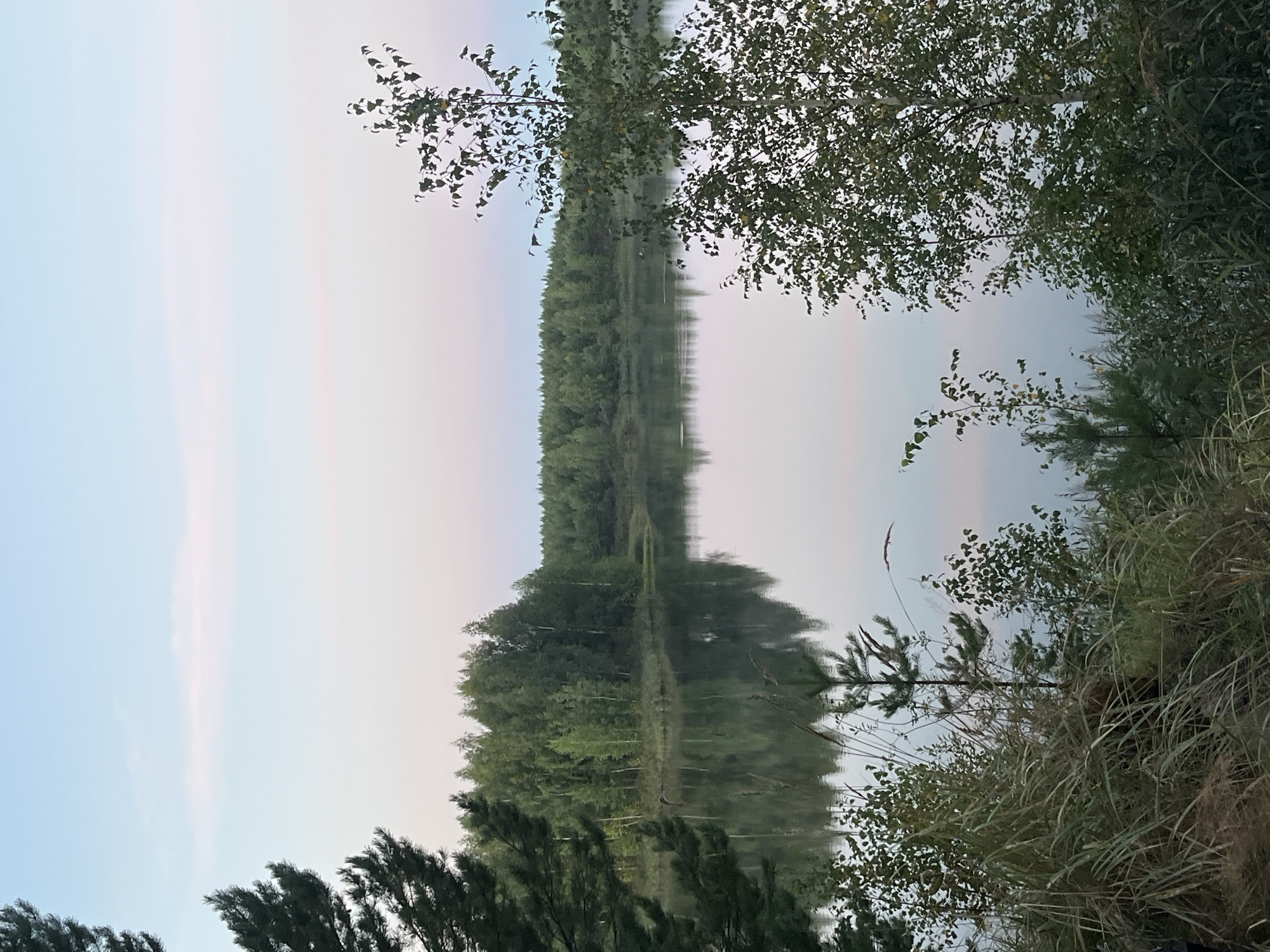 The image depicts a serene natural landscape at dusk, featuring a calm lake reflecting a dense forest on its opposite bank. The sky above is a soft gradient of pale blue and pink. In the foreground, various types of vegetation, including tall grasses and small trees, frame the view of the water and the forest. The overall impression is one of tranquility and natural beauty, typical of a secluded natural setting near Novyi, Russia.