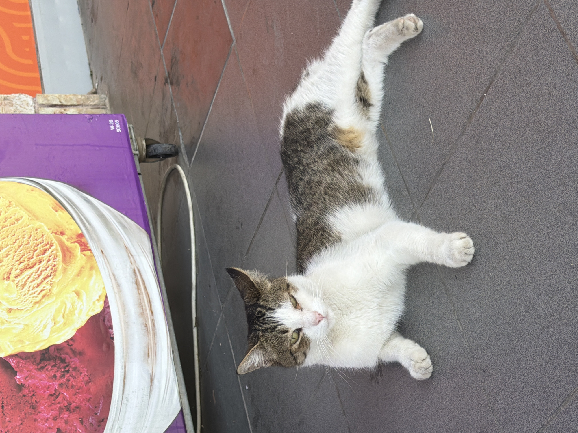 A domestic cat is lying on gray tiled ground in front of a purple ice cream display freezer. The cat is predominantly white with patches of gray and brown tabby markings on its head, back, and tail. Its eyes are partially closed, and its pink nose is visible. The freezer has a large graphic of scoops of pink and yellow ice cream. The background shows a stone wall and orange patterned material. The image was taken in Marmaris, Turkey.