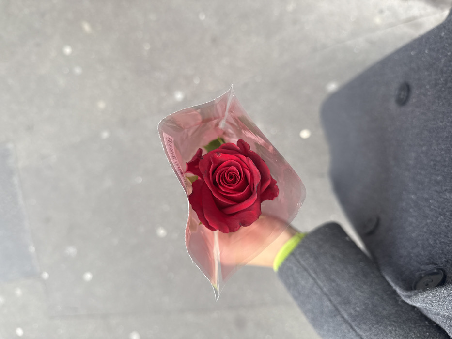 A single, fully bloomed red rose is held by an individual's hand within a transparent plastic wrapper. A white label with a barcode is visible on the upper edge of the wrapper. The individual wears a gray wool-blend coat with dark buttons, and a neon green long-sleeved garment is visible at the wrist. The ground is a light gray paved surface, likely concrete or asphalt, exhibiting scattered light reflections. The scene is illuminated by bright daylight, casting a distinct shadow from the individual and the rose onto the ground in the lower right portion of the frame. The event occurs in the city of Paris, France.