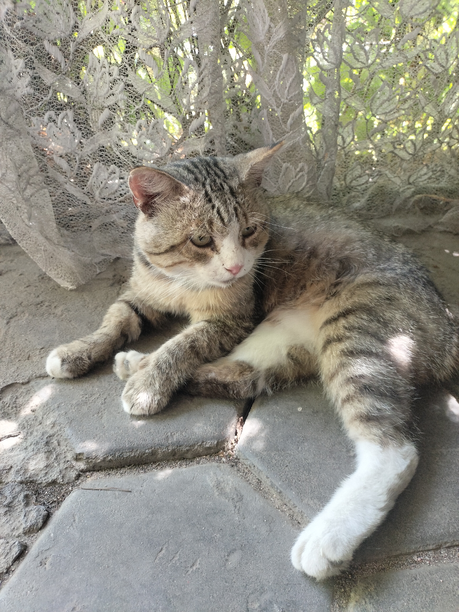 An adult tabby cat is lying on a paved surface, possibly a patio or walkway, in Qonaev, Kazakhstan. The cat has grey and brown stripes, a white belly, and white paws. It is positioned towards the right side of the frame, facing left with its head slightly turned down and to the right. Behind the cat, a white lace curtain is visible, through which sunlight filters, casting dappled shadows on the ground. The curtain is draped, creating a textured backdrop with glimpses of green foliage beyond. The paved surface is made of large, grey rectangular stones. The lighting suggests it is daytime, possibly late morning or early afternoon, given the strong shadows.