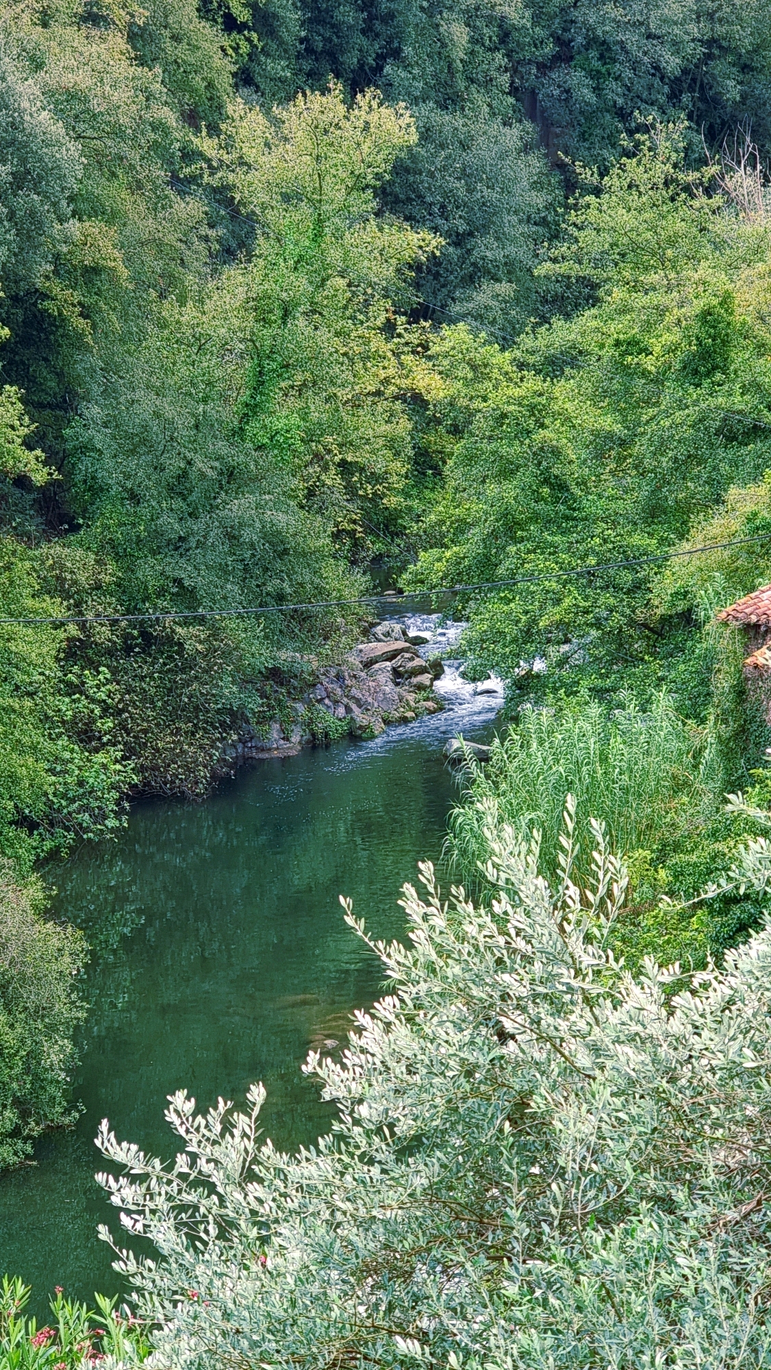 This is an image of the river Fluvià in La Canya, Spain. The river is surrounded by dense green foliage, with trees and bushes lining both banks. The water is a deep, dark green and appears calm in some areas, while in others it flows over rocks, creating small rapids. The river flows from the background towards the foreground. There are no people or animals visible in the image. The overall scene is one of a natural, undeveloped landscape.
