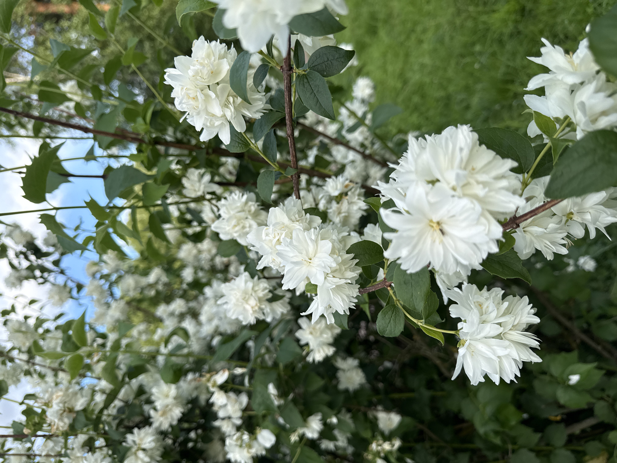 This media file showcases a cluster of white, double-petaled flowers, likely jasmine, blooming on a branch. The flowers are in full bloom, with some appearing as tightly furled buds and others fully open, revealing delicate, layered petals. Dark green leaves with serrated edges are interspersed among the blossoms, providing a rich contrast to the white flowers. The background is a soft blur of more foliage and a hint of green grass, suggesting an outdoor setting. The lighting appears natural, indicating it was likely taken during daylight hours. The overall scene evokes a sense of natural beauty and the abundance of summer. There are no people, visible text, or specific location cues beyond the general context of "Летний Отдых, Russia." The composition is a close-up, focusing on the intricate details of the flowers and their surrounding foliage, with the background softly out of focus.