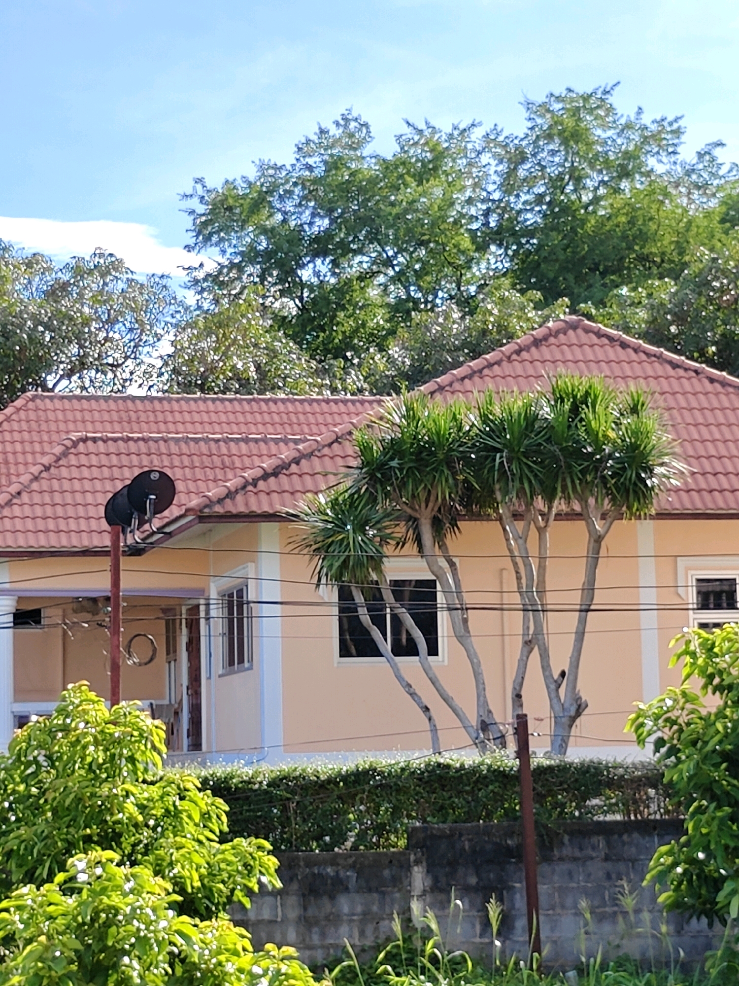 The image depicts the exterior of a single-story house in Khao Yai, Thailand. The house has a light peach-colored facade and a reddish-brown tiled roof. Several windows with white frames are visible. In front of the house, there is a decorative tree with multiple slender, light-colored trunks and spiky green foliage. To the left of the house, a dark satellite dish is mounted on a pole. The foreground features lush green foliage, including a tree with white blossoms, and a low, dark-colored brick wall. The background is dominated by dense green trees under a bright blue sky with some white clouds. The scene appears to be a residential area with abundant vegetation.
