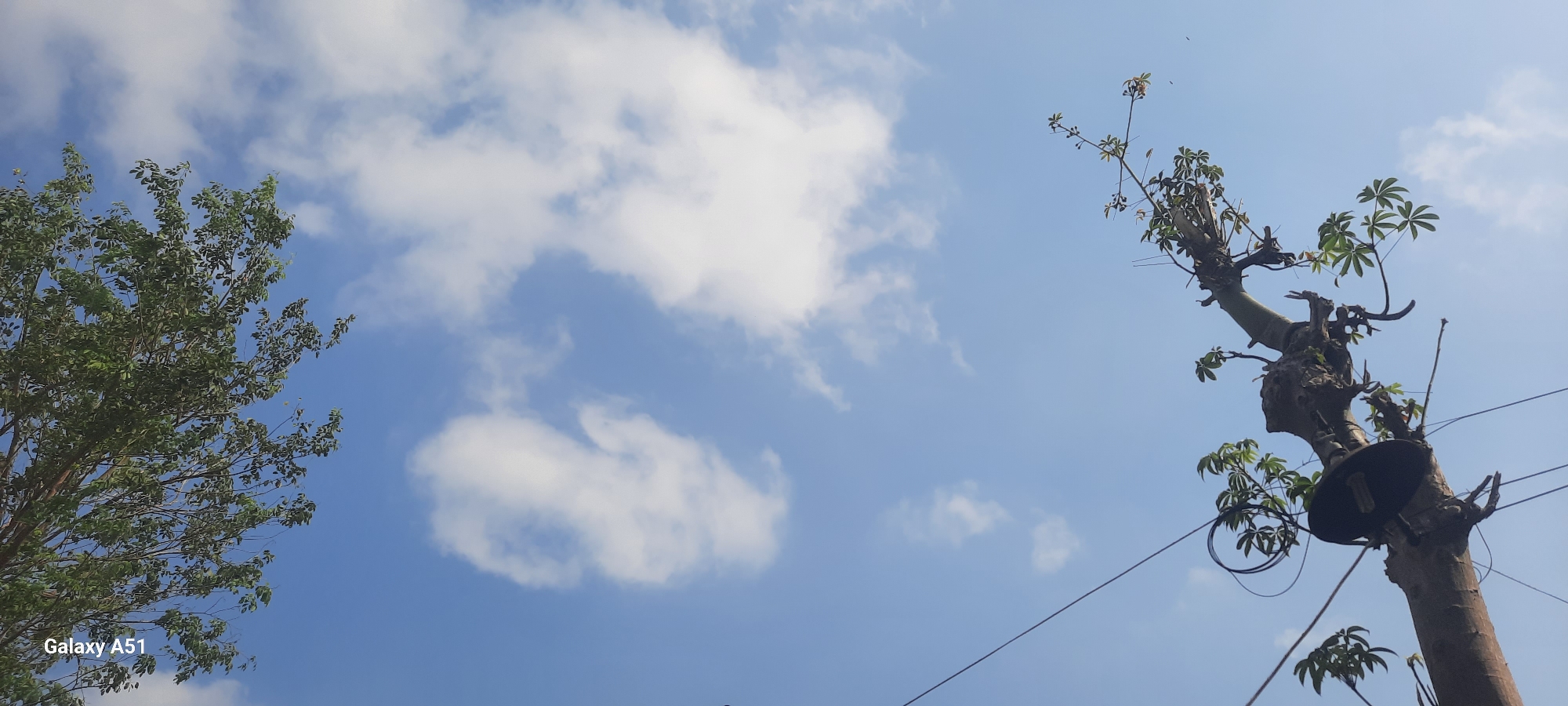 This is an eye-level, wide shot of a bright blue sky with scattered white clouds. On the left side of the image, the top of a large, green tree with dense foliage is visible. On the right side, a tall, bare tree trunk with a few green leaves sprouting from its branches occupies the frame. A dark, circular object resembling a lamp or a large bell is attached to the trunk, with wires extending from it. Electrical wires are also strung across the sky. The "Galaxy A51" watermark is present in the lower left corner. The scene is outdoors, under a clear sky, suggesting a daytime shot possibly in Ploso, Indonesia. There are no people or animals visible in the frame.