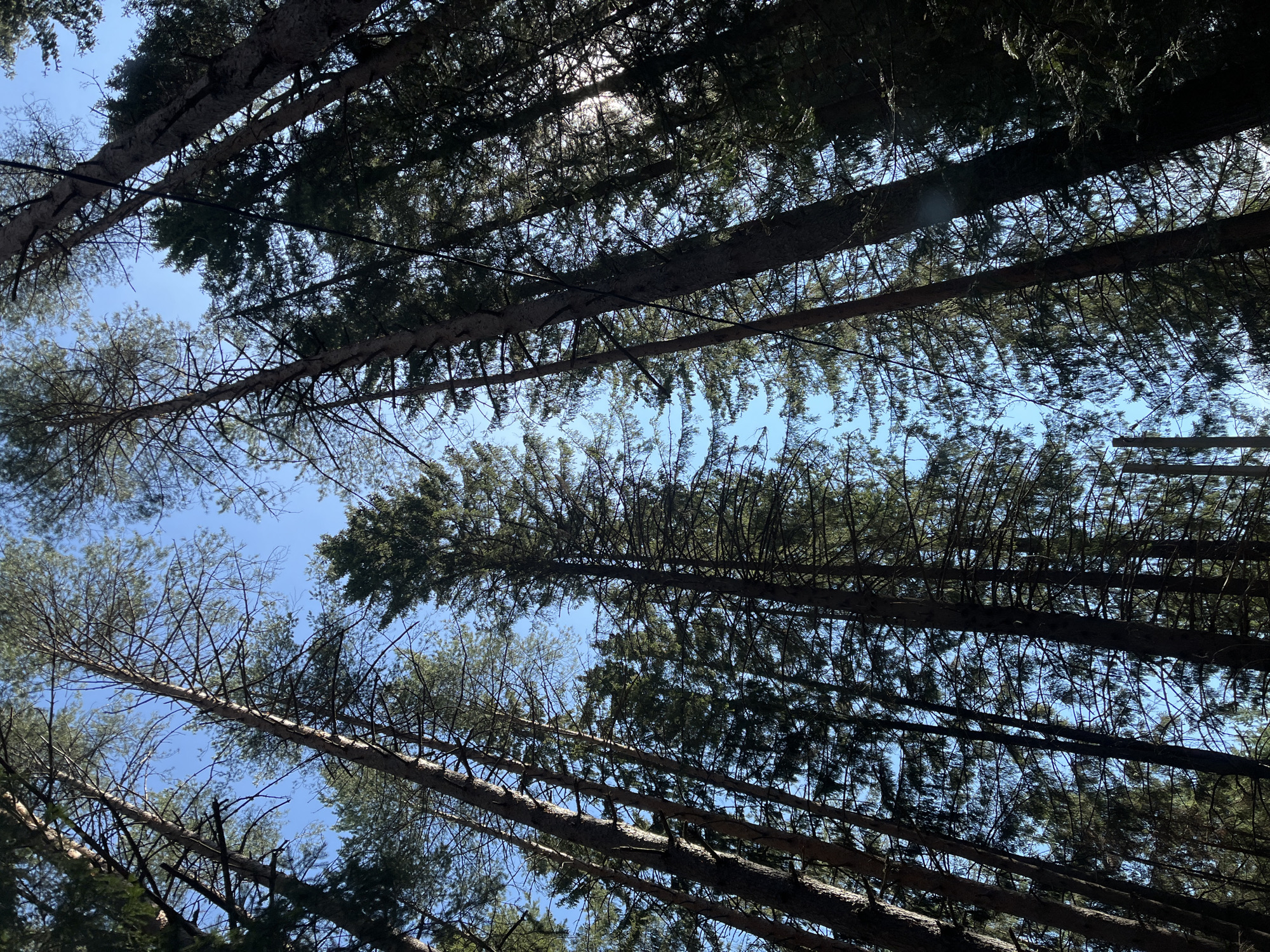 Looking upwards through a dense forest in Polazna, Russia, the image depicts tall, mature trees with thin trunks and dense foliage, obscuring most of the light. The sky is visible in patches between the branches and leaves, revealing a light blue color. The overall impression is one of a natural environment.