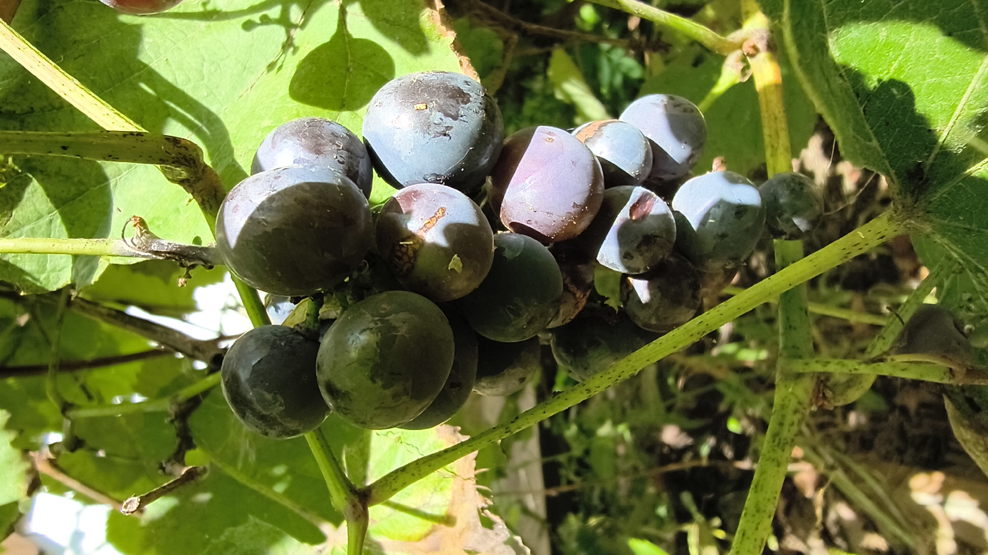 A cluster of dark purple grapes hangs from a vine, illuminated by sunlight filtering through green leaves. The grapes are round and plump, with some showing a dusty bloom. The vine's stem is green and speckled with dark dots, with a few smaller tendrils and leaves visible. The background is a blur of green foliage and hints of a wooden structure, suggesting an outdoor setting. The image is taken from a slightly low angle, looking up at the grapes. There is no indication of any people or specific location within the city of Mikhaylovka, Russia.