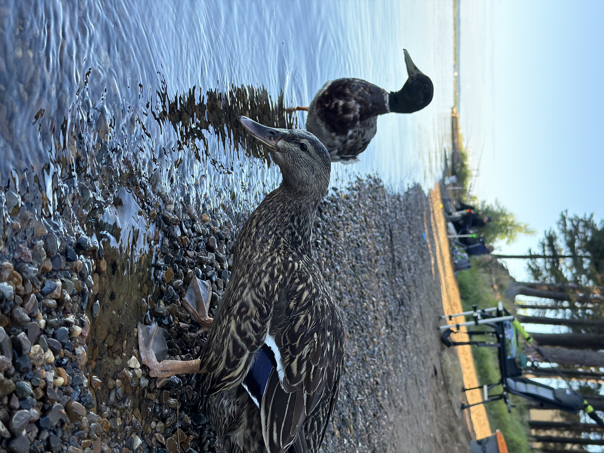 The image depicts two ducks on a pebbly shore next to a body of water. The duck in the foreground is facing left, with its head turned slightly upwards. Its feathers are a mottled brown and black, with a white stripe visible on its wing. The duck's webbed feet are clearly visible on the wet pebbles. Behind this duck, another duck is partially visible, facing away from the camera, with its head turned to the left and a dark green iridescent patch on its head, suggesting it may be a male mallard. The water appears clear and calm, with ripples reflecting the light.
The background shows a shoreline with trees, suggesting a natural or park-like setting. Some outdoor equipment, possibly fishing gear, is visible on the shore in the middle ground, including rod holders and a seat. The sky is a clear blue, indicating pleasant weather and likely daytime. The lighting suggests it is either early morning or late afternoon. The overall mood is tranquil and natural. There is no visible text in the image. The location is Chaikovsky, Russia.