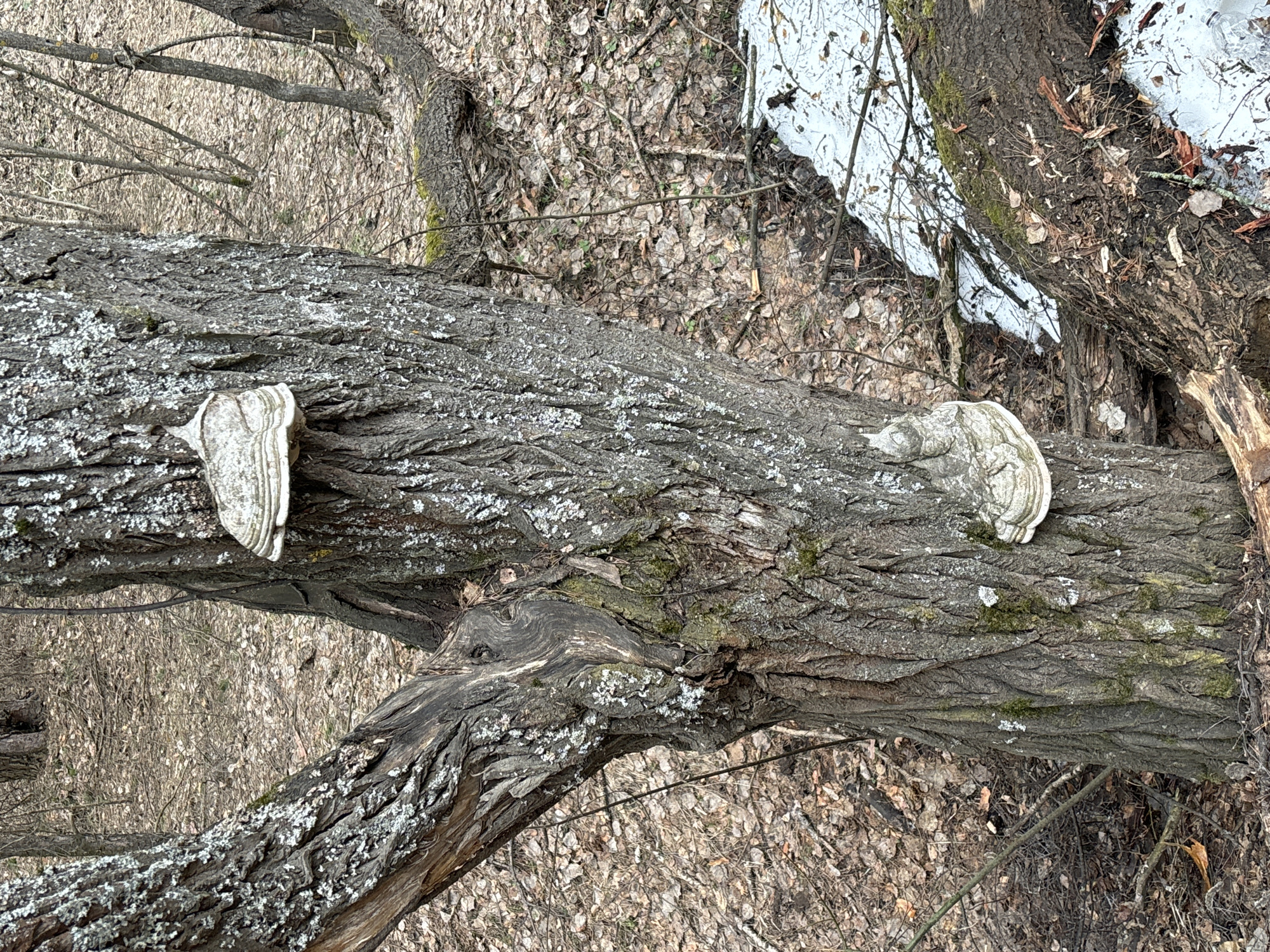 The image, captured in Chaikovsky, Russia, features a large, horizontally oriented tree trunk, likely fallen or heavily leaning. Its dark grey bark is deeply furrowed and extensively covered with numerous patches of white to light grey lichen, giving it a mottled appearance. Two distinct, shelf-like bracket fungi (polypores) are prominently visible growing out from the side of the trunk; both are pale, off-white to light grey in color and show concentric growth rings. One fungus is positioned on the left side of the trunk, and the other towards the right.
The background consists of the forest floor, densely covered with a layer of dried, light brown deciduous leaves and an intricate network of thin, bare branches. Patches of white snow and ice are visible on the far right side of the image, indicating cold weather, likely late winter or early spring. Several other bare tree trunks and branches, similar in appearance to the main subject, are interwoven throughout the background, further defining the wooded environment. The lighting suggests it is daytime. There are no people, visible text, or specific activities taking place, presenting a static natural scene of dormancy and decay.