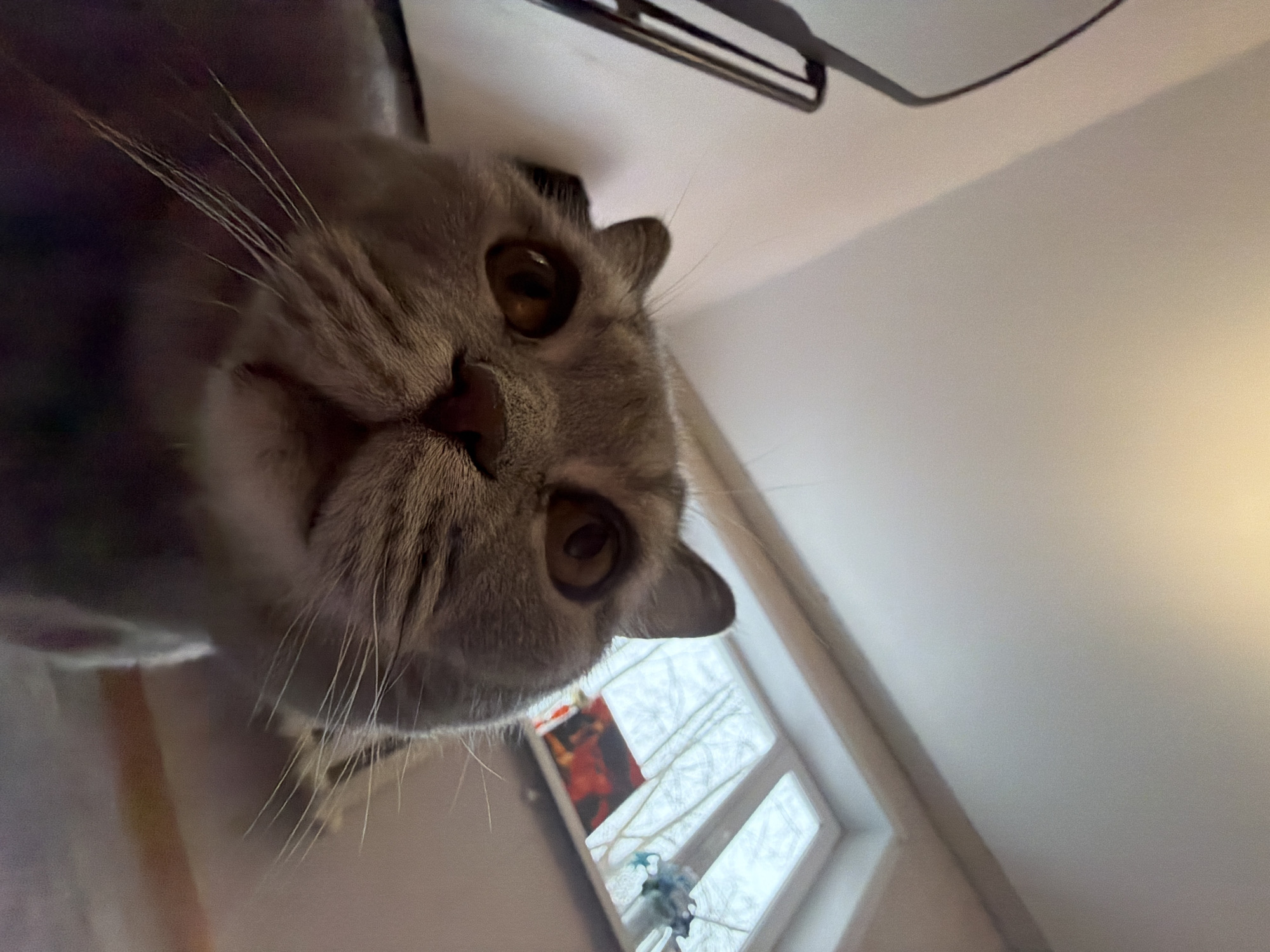 A close-up, angled photograph captures the face of a grey cat, likely a British Shorthair, looking directly at the camera. The cat's head is tilted, with its snout, prominent whiskers, and large amber-brown eyes forming the central subject. Its expression appears curious and engaged.
The setting is indoors, with a light-colored wall or ceiling dominating the upper background. A window is visible in the lower right, revealing bare tree branches against a bright, possibly overcast, sky, suggesting it is daytime, possibly in winter or early spring. A dark, angular object, perhaps a shelf or piece of furniture, is partially visible above the cat's head, casting a shadow on the ceiling. The lighting is natural and soft. No visible text is present in the image. The image is taken in Perm, Russia, capturing a candid moment with the pet.