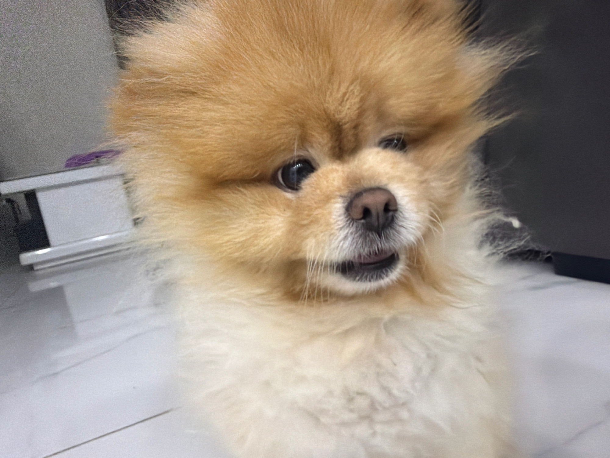 A pomeranian dog with light brown and cream fur is the central subject of the image, facing forward with its mouth slightly open, revealing a pink tongue. The dog's fur is fluffy and appears windswept. Behind the dog, a light gray, textured surface is visible to the left, with a thin purple mark on it. To the right of the dog is a dark gray, out-of-focus background. The foreground shows a light-colored, possibly tiled surface with subtle linear patterns. The image appears to be taken indoors. There are no people or explicit city landmarks visible.