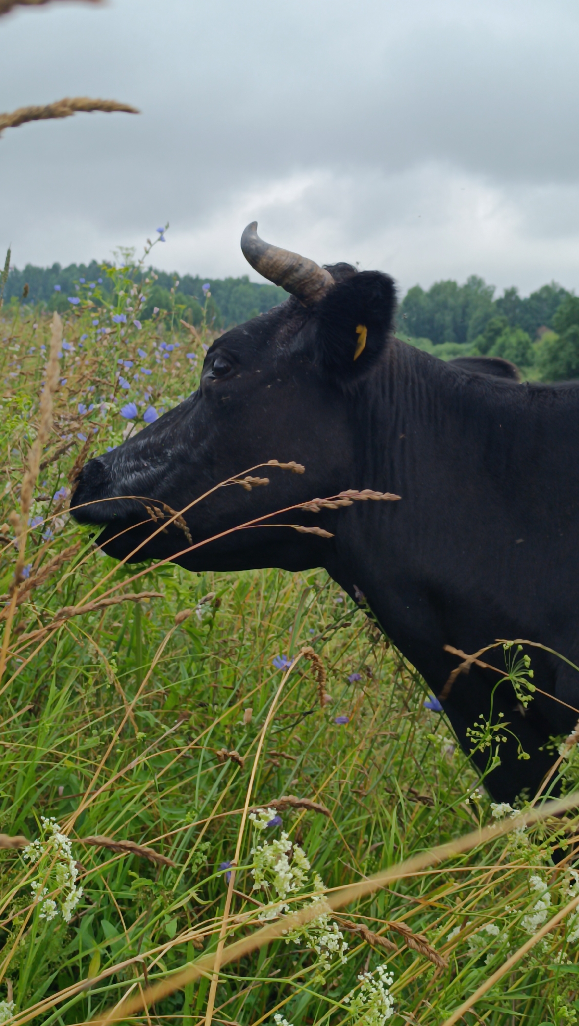 A black cow is standing in a field of grass and wildflowers under a cloudy sky. The cow's head is turned to the left, and it appears to be grazing. The field is lush and green, with small blue and white flowers scattered throughout. In the background, a line of trees is visible. The overall impression is one of a serene rural landscape. The image does not provide any information about the city of Karsha, Russia.