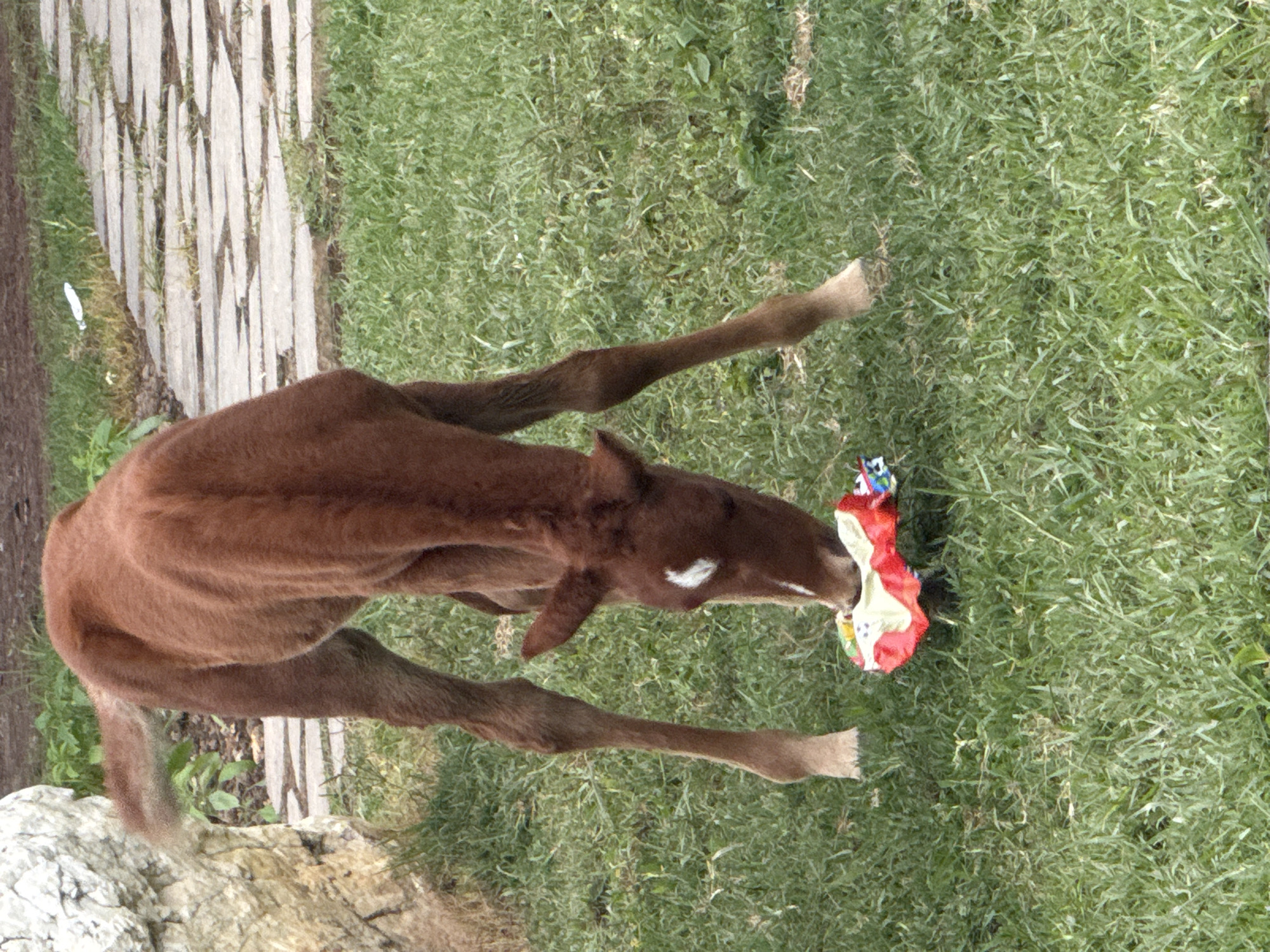 A young brown horse with a white marking on its face is grazing in a grassy area. It is bent over, sniffing at a brightly colored object on the ground, which appears to be a child's toy or party favor. The horse has slender legs and a relatively short mane and tail. Behind the horse, a stone pathway made of irregular, flat stones is visible. To the left, a large, light-colored rock formation is partially visible. The environment suggests an outdoor, possibly park-like setting. The horse is the sole subject in the foreground.