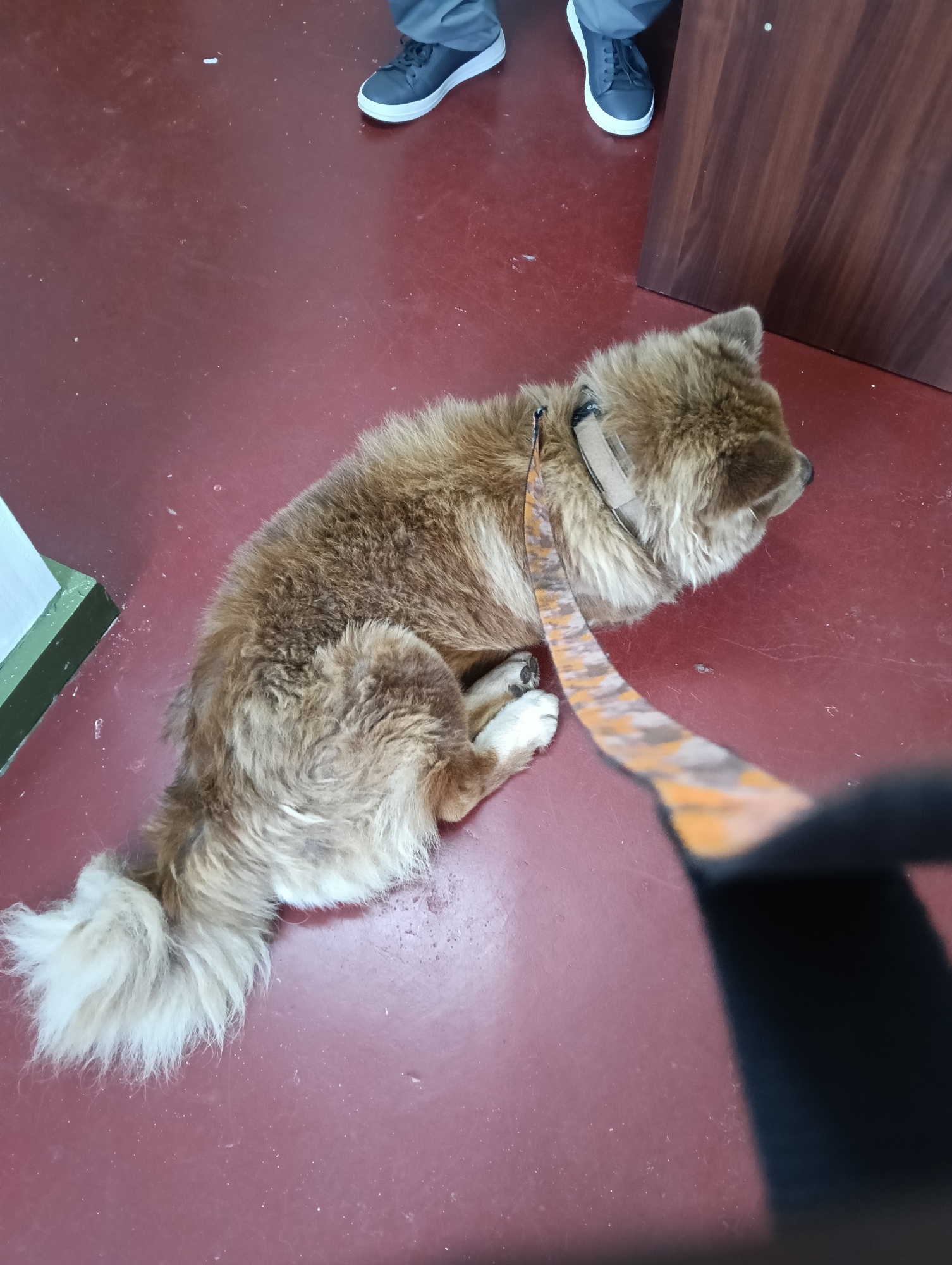 A brown and cream-colored dog is lying on a red-brown floor, possibly linoleum or painted concrete. The dog has a thick, fluffy coat and is wearing a tan collar with a multi-colored orange, brown, and beige leash. A portion of the leash is held by someone, but only a black handle is visible. Two people are partially visible in the background; they are wearing gray athletic shoes. A dark brown cabinet or door is to the right. A portion of a green and white painted wall is visible on the left. The location is in the city of Nairobi, Kenya and appears to be an interior space, possibly a veterinarian's office or pet-related business.