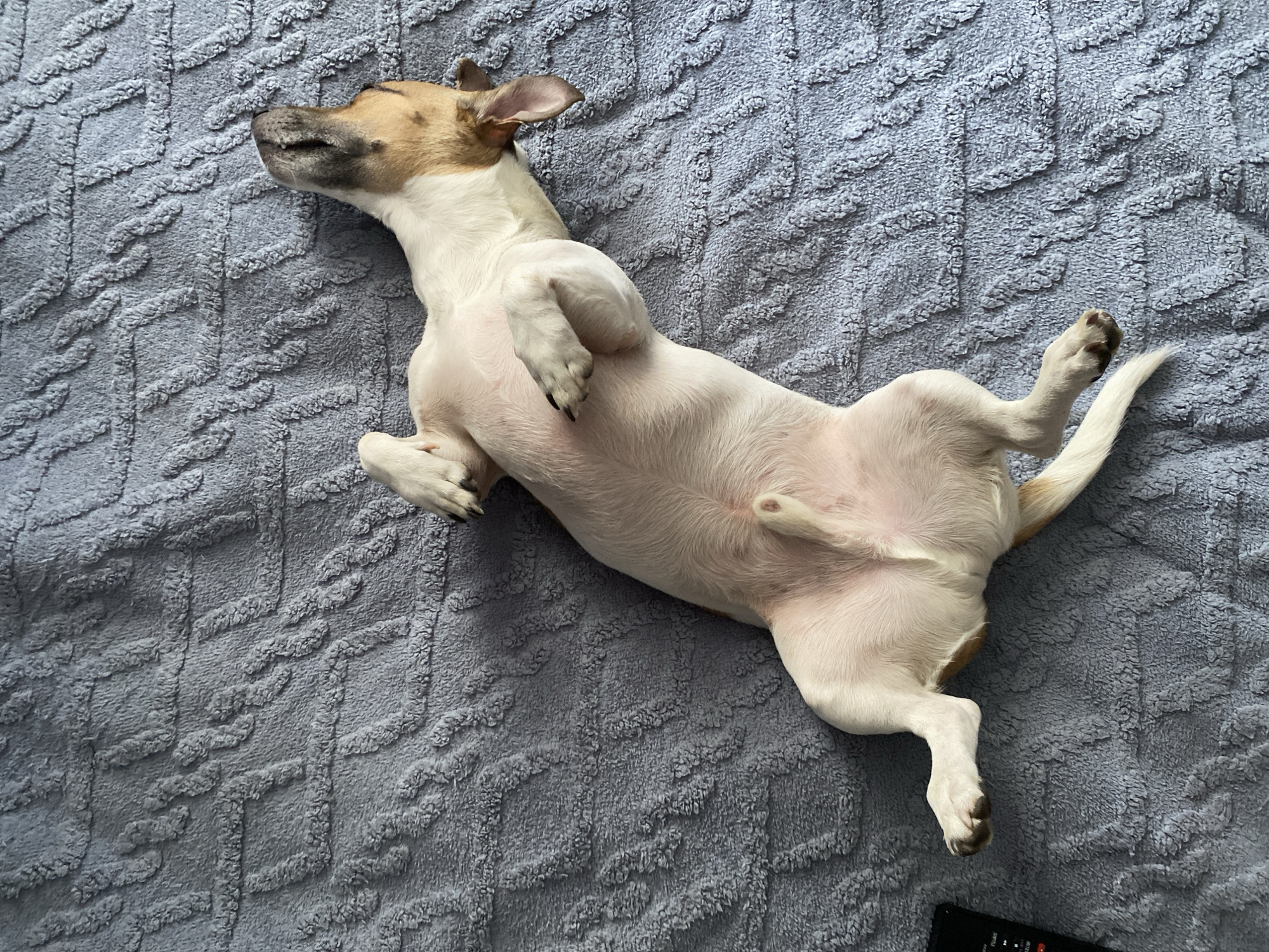 A Jack Russell Terrier is lying on its back on a textured blue blanket. The dog is white with brown markings on its head. Its paws are curled up, and its eyes are closed. A black television remote is visible in the bottom right corner of the frame.