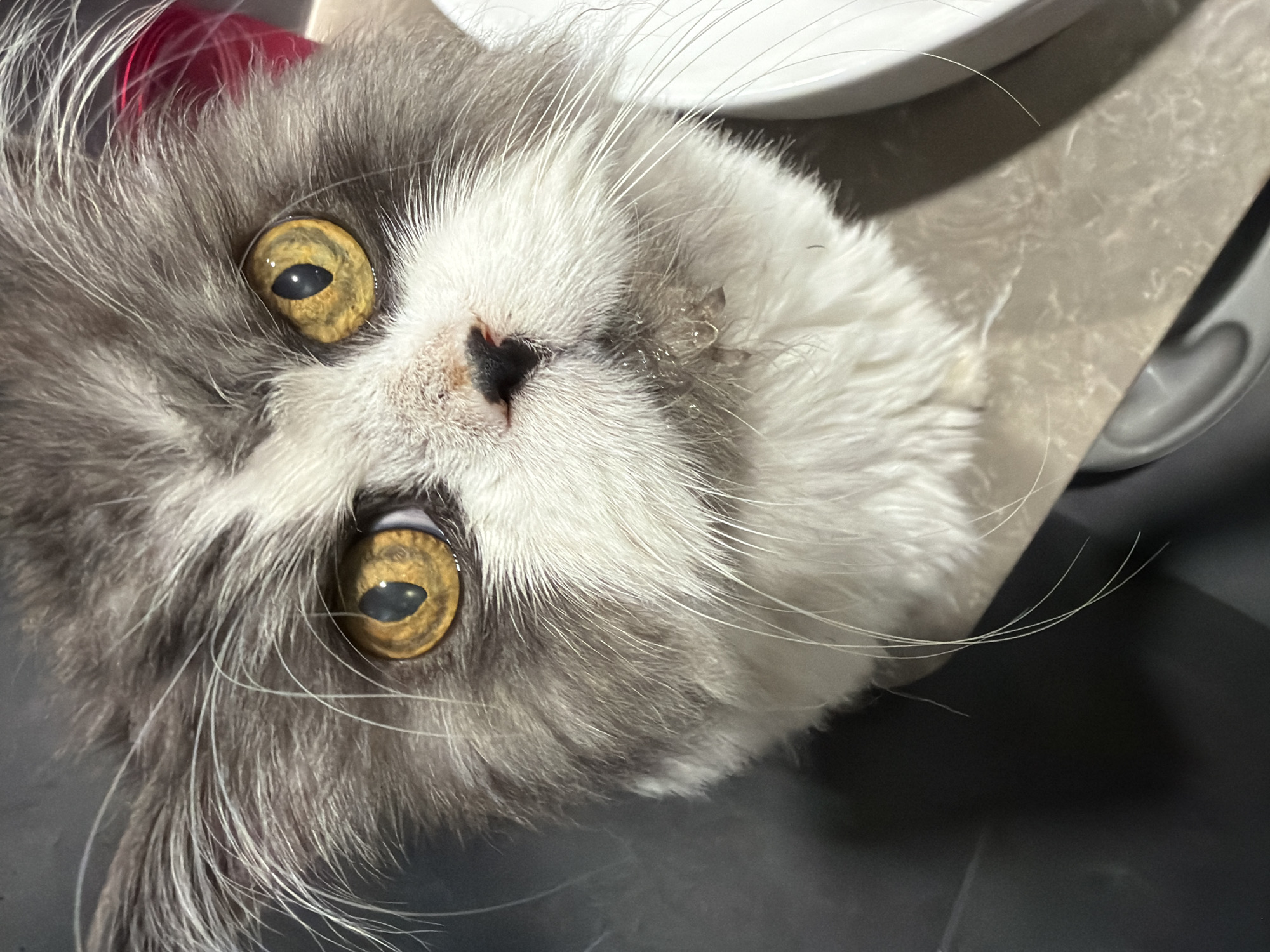 A close-up, high-angle shot depicts a cat with gray and white fur, and gold-colored eyes. The cat's nose is black. The background consists of a white object, possibly a dish, and a gray surface. No people are visible in the image. The location is not specified.