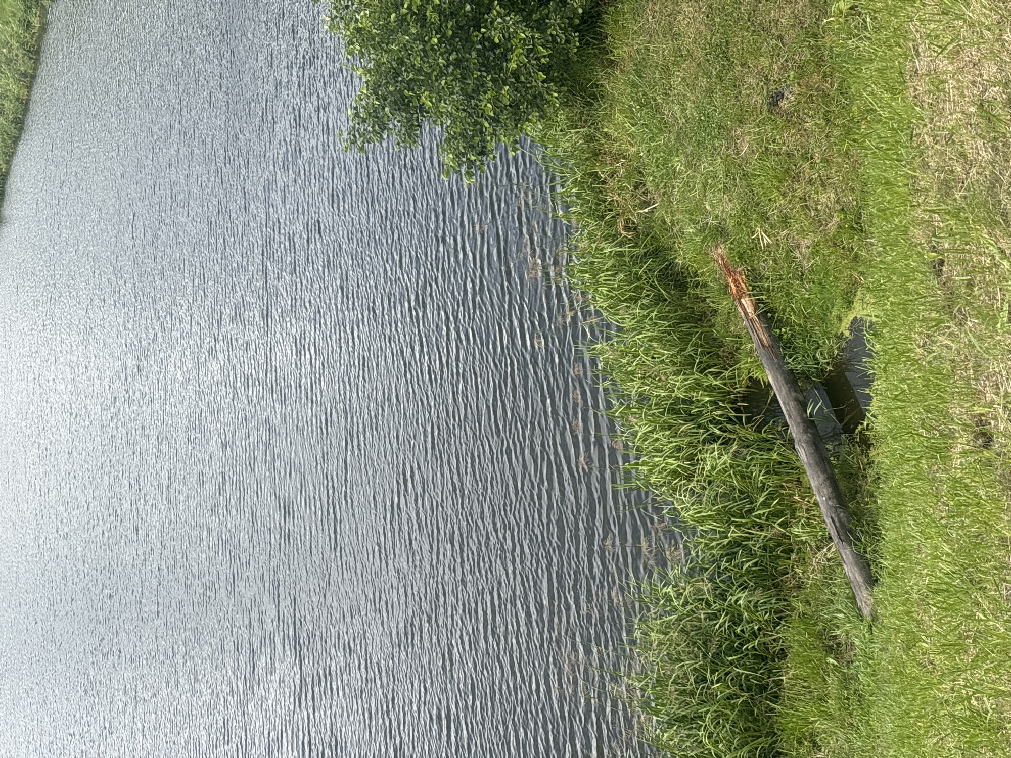 An eye-level, medium shot captures a tranquil outdoor scene along the edge of a body of water, possibly a pond or lake, in Капыльскі сельскі Савет, Belarus. The water occupies the upper two-thirds of the frame, its surface rippled by a gentle breeze, reflecting the overcast sky. The shoreline is delineated by a thick band of vibrant green reeds and tall grasses. In the foreground, a weathered, fallen log lies partially submerged at the water's edge, its bark rough and aged. One end of the log shows evidence of breakage, with exposed wood exhibiting a reddish-brown hue. The ground surrounding the log is covered in lush green grass, with some patches of dry, yellowed vegetation interspersed. A solitary bush with dense green foliage stands to the right of the frame, near the water's edge. The lighting suggests it is daytime, with diffused sunlight creating soft shadows. There are no people or animals visible in the image.