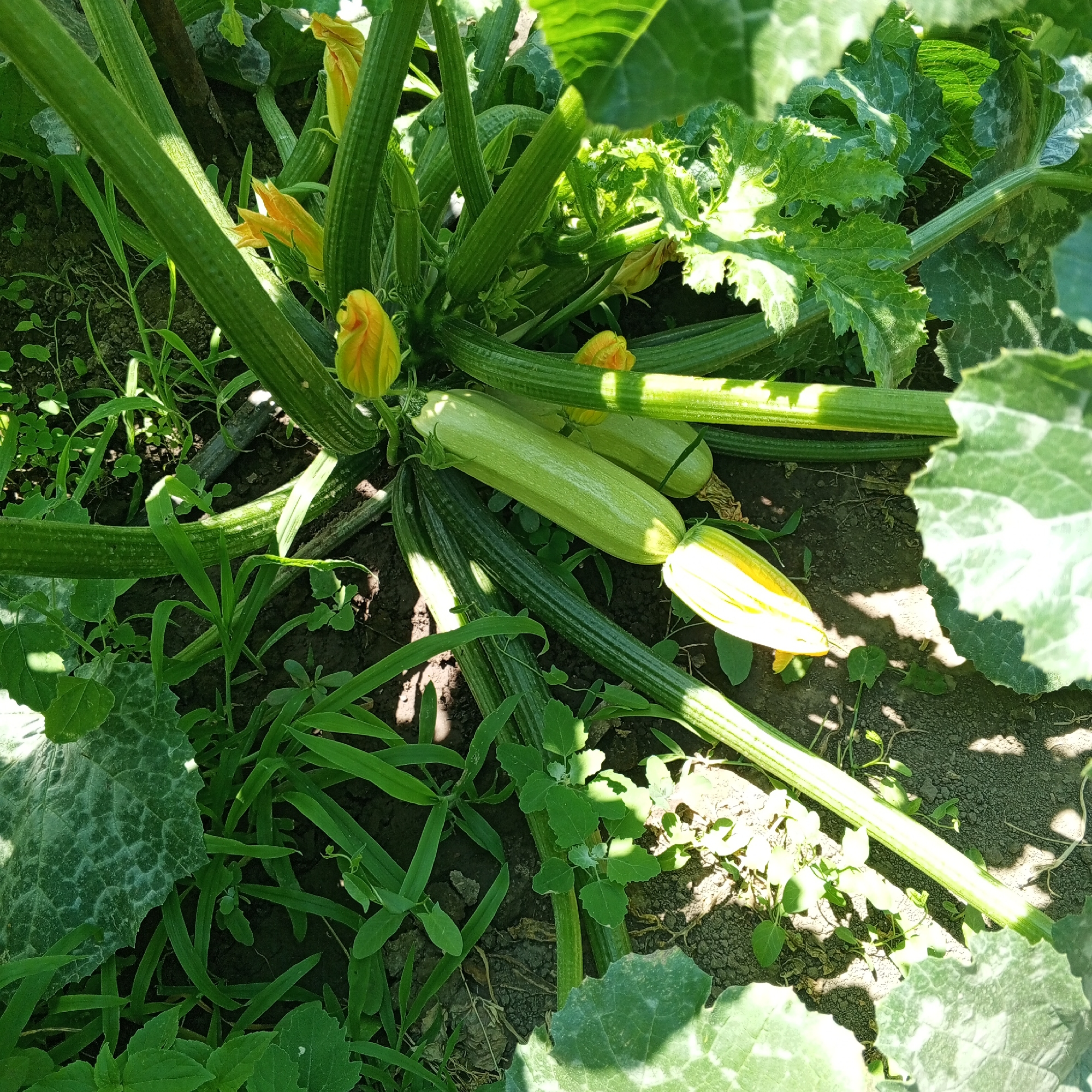 An overhead, close-up shot shows several light green zucchinis growing on a plant in soil. The zucchinis are elongated and some are partially obscured by the plant's large green leaves and stems. Several yellow zucchini flowers are also visible, some open and some in bud. The ground is dark soil with some scattered green weeds and grass. The sunlight casts shadows across the scene. The image is taken from an eye-level perspective, looking down at the plants.