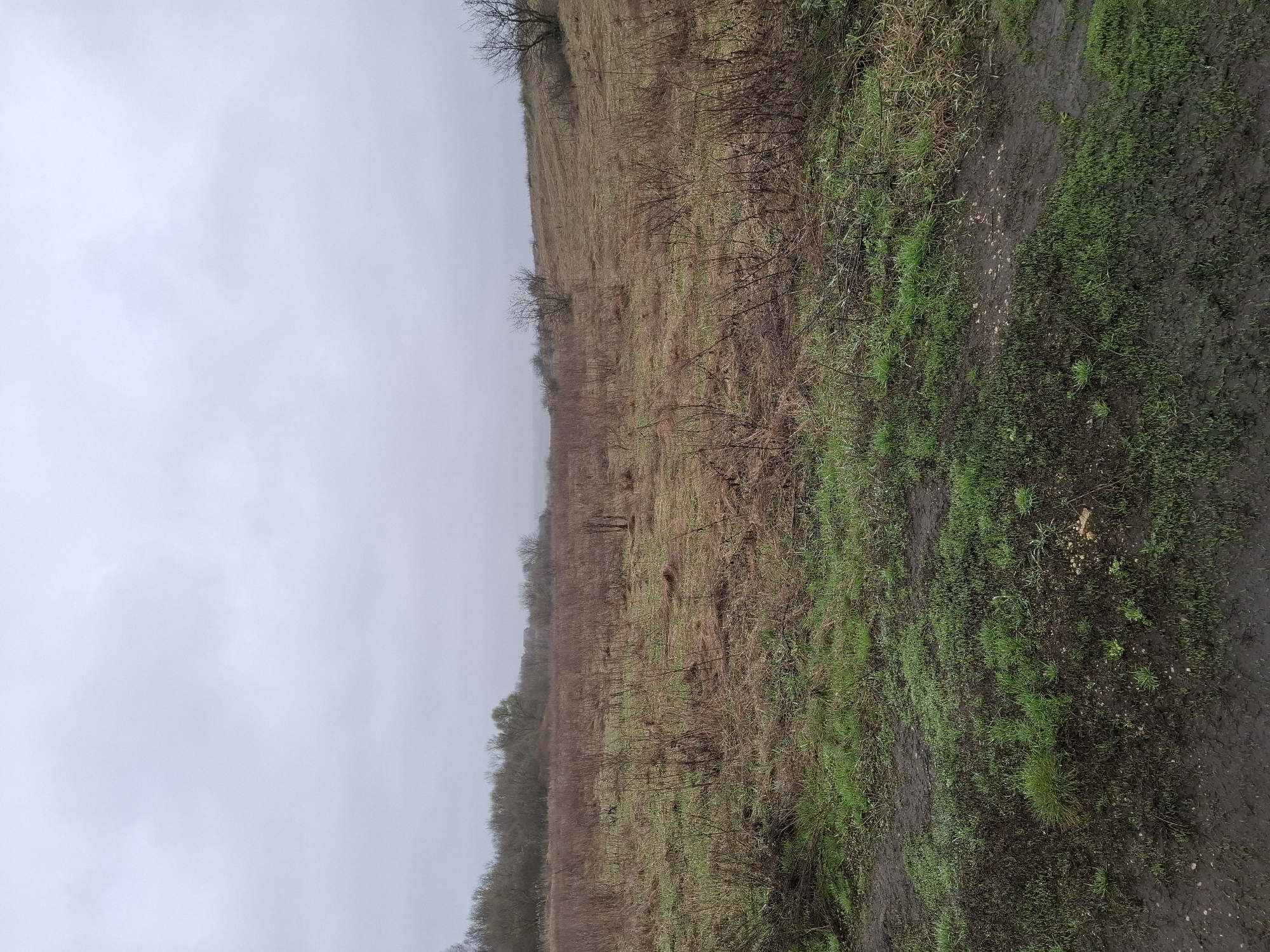 The image shows a landscape in Khlevnoye, Russia, under an overcast sky. A field stretches into the distance, transitioning from green grass near the bottom-right corner to mostly brown, dead vegetation further away. Scattered, bare trees dot the field. The ground appears wet, especially near the green grass, suggesting recent rain. No people, animals, or man-made objects are visible. The scene is rural and depicts a dormant or transitioning agricultural landscape.
