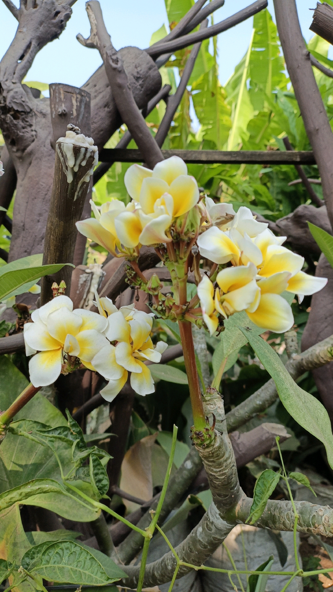 A close-up, eye-level, vertical shot showcases a cluster of white and yellow plumeria flowers in full bloom. The flowers, with their distinctive five-petal arrangement, are the primary subject, positioned in the center of the frame. They are attached to a woody stem, which is partially visible. Behind the flowers, a dark, abstract, branch-like structure creates a contrasting background. Further in the background, lush green foliage, likely from banana trees, is visible against a pale blue sky, suggesting an outdoor setting. A small ant is present on one of the green leaves. The image appears to be taken in Cikal, Indonesia.