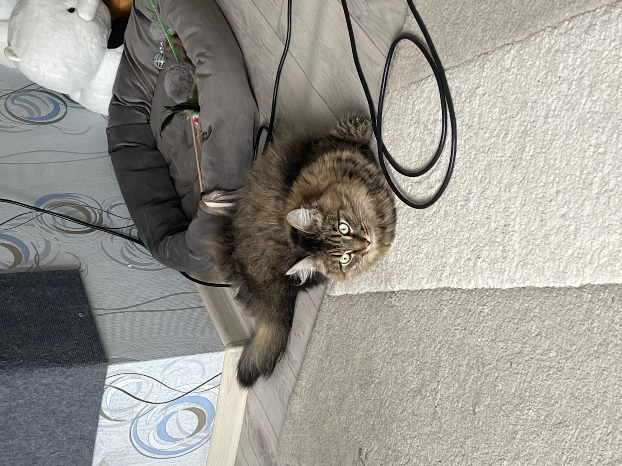 A medium shot reveals a brown tabby cat lying on a tan carpet. The cat's head is turned toward the camera, showing its green eyes. Next to the cat is a gray padded cat bed. To the left of the cat bed is a white stuffed animal on a surface with a patterned design. Black electrical cords snake across the scene. The location is Chaikovsky, Russia.