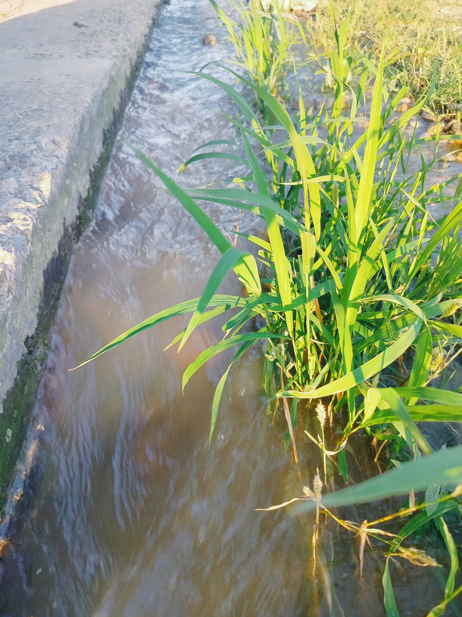 The image depicts a narrow, concrete-lined irrigation canal in a rural area, possibly on the outskirts of Көлкент, Kazakhstan. The canal carries murky, flowing water. Lush green grass and reeds grow abundantly along the right bank of the canal, with some vegetation also appearing in the water itself. The sunlight casts shadows and highlights the textures of the concrete edge and the plant life. The scene appears to be natural and serene, with no signs of human activity or structures other than the canal itself.