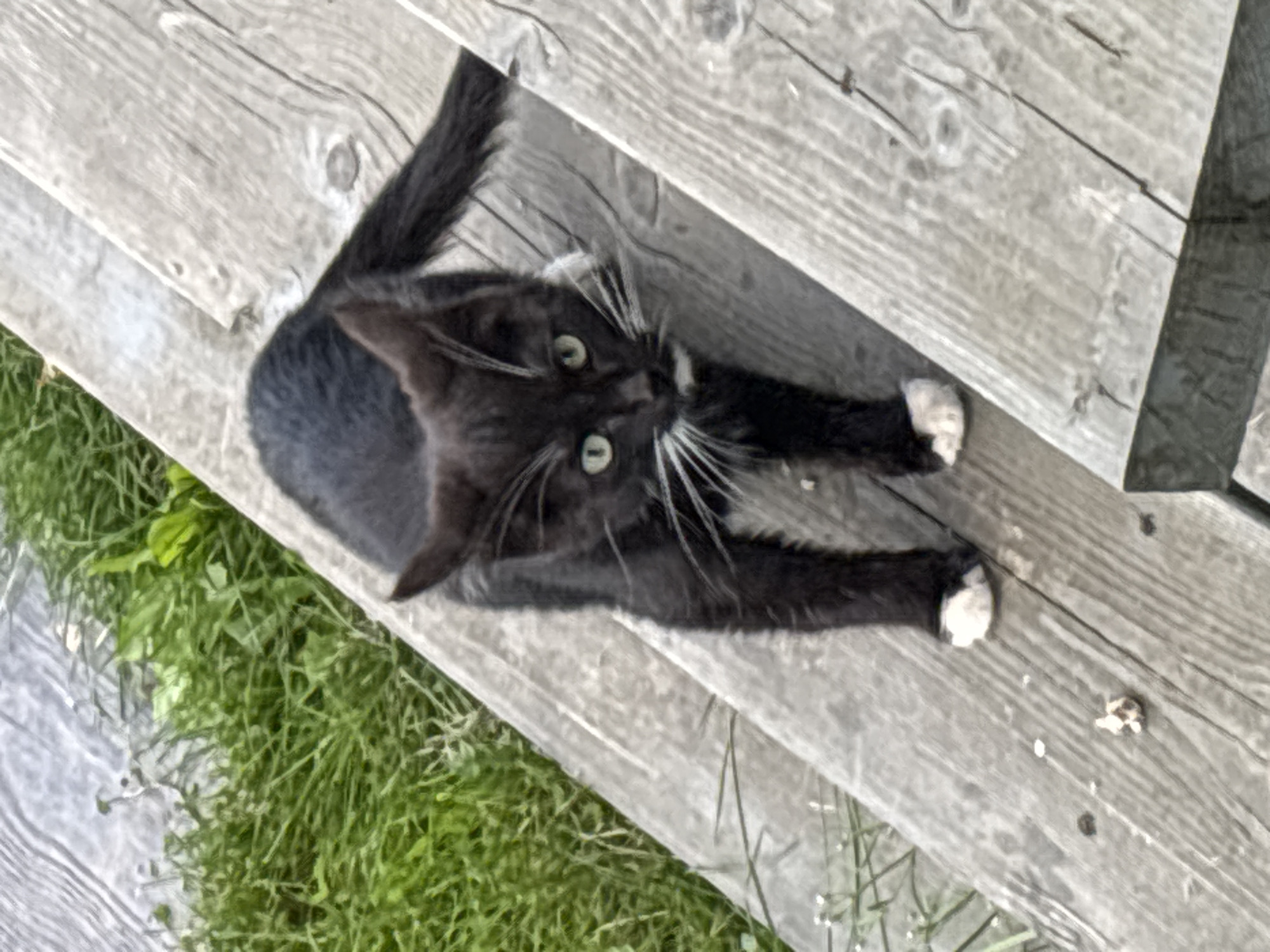 A black and white kitten with green eyes is standing on wooden steps, looking towards the camera. The kitten has white paws and a white patch on its chest and face. Green grass and a body of water are visible in the background. The image appears to be taken outdoors in Zvenigorod, Russia.