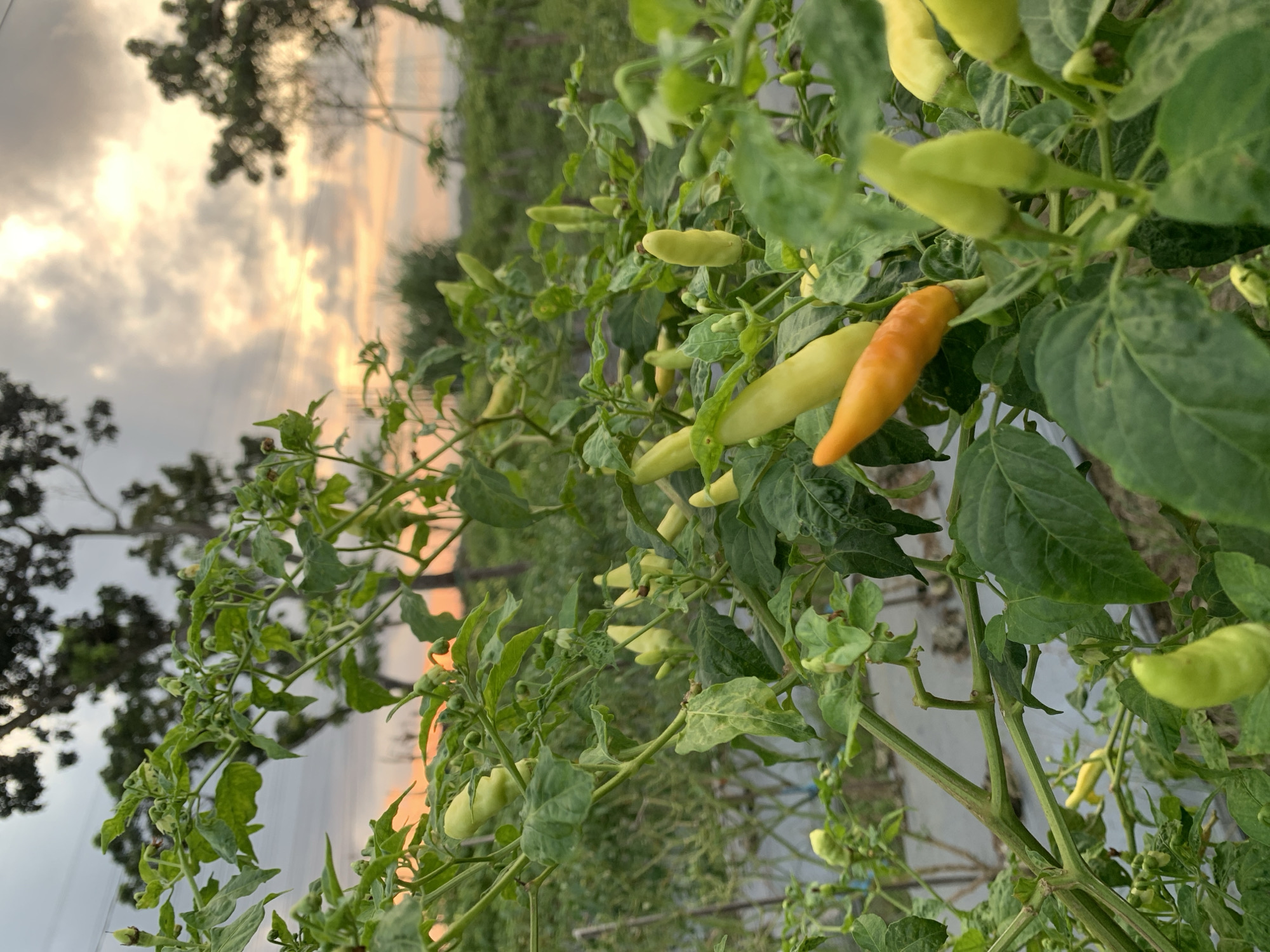 The image shows a pepper plant in a field in Karangkemiri, Indonesia. The peppers are mostly green, with one turning orange. The sky is visible in the background and appears to be sunset with a mix of clouds and orange-yellow light. A tree can be seen partially silhouetted in the distance. The pepper plants are planted in rows covered with white plastic sheeting.