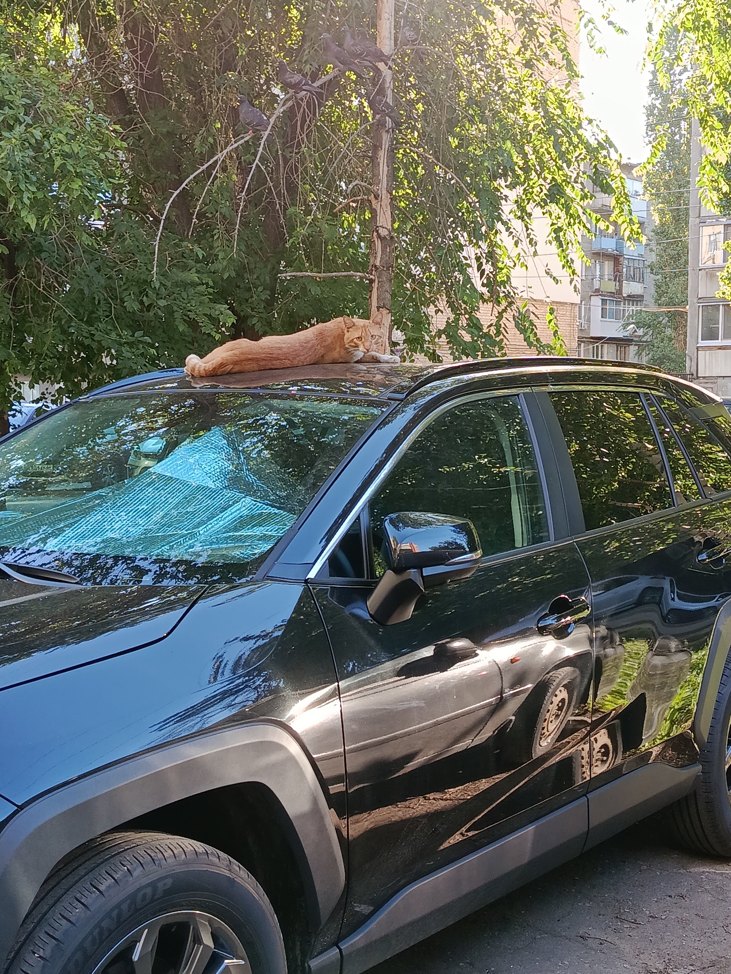 An orange tabby cat is lying horizontally on the roof of a black SUV. The cat is relaxed, with its body stretched out and its head resting on its paws. The SUV is parked on a paved surface, likely a street or parking lot, with a tree and buildings in the background. Sunlight is filtering through the tree leaves, creating dappled shadows on the car and the ground. There are several pigeons perched on a thin branch extending from a utility pole above the car. The building in the background appears to be a multi-story apartment building. The scene is likely in a residential area of Saratov, Russia, given the architectural style of the building and the presence of street trees.